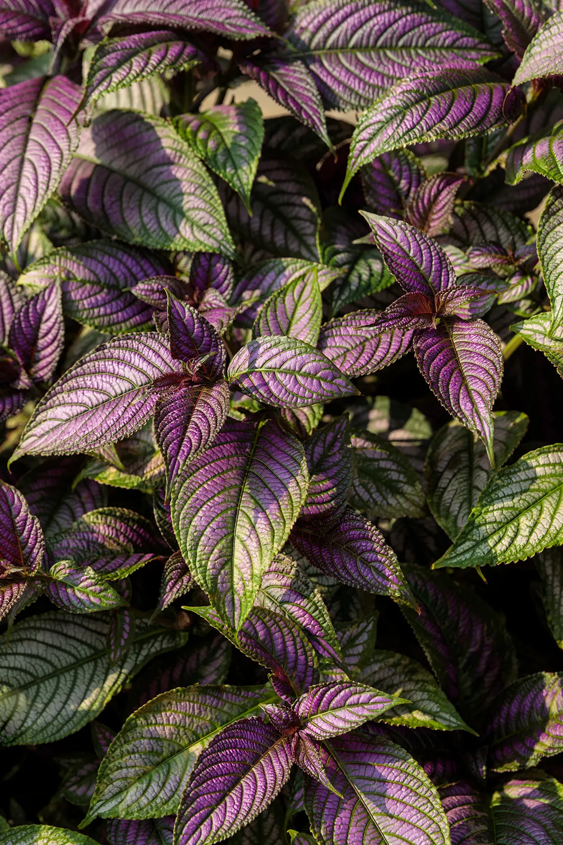 Persian Shield (Strobilanthes dyerianus) — colorful leaves of purple; proven Winners - Persian Shield - Strobilanthes dyerianus none plant details, image 72