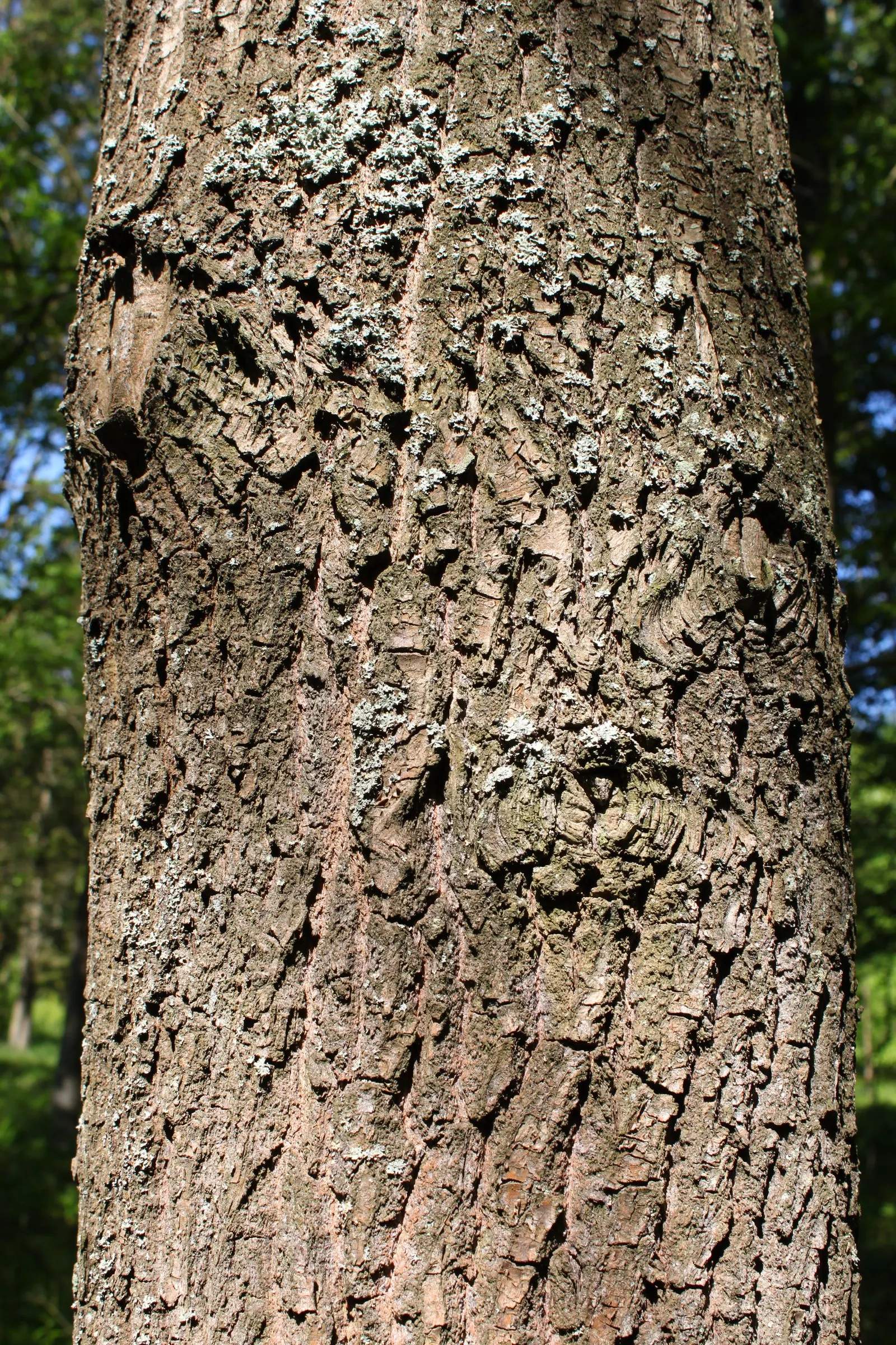 Scarlet Oak (Quercus Coccinea) — making it an invaluable ecological as well as aesthetic asset