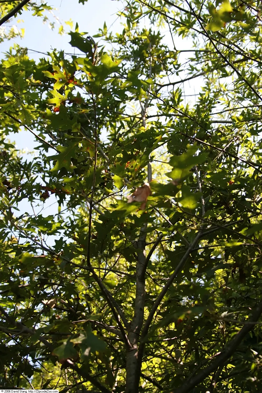 Scarlet Oak (Quercus Coccinea) — tree for full