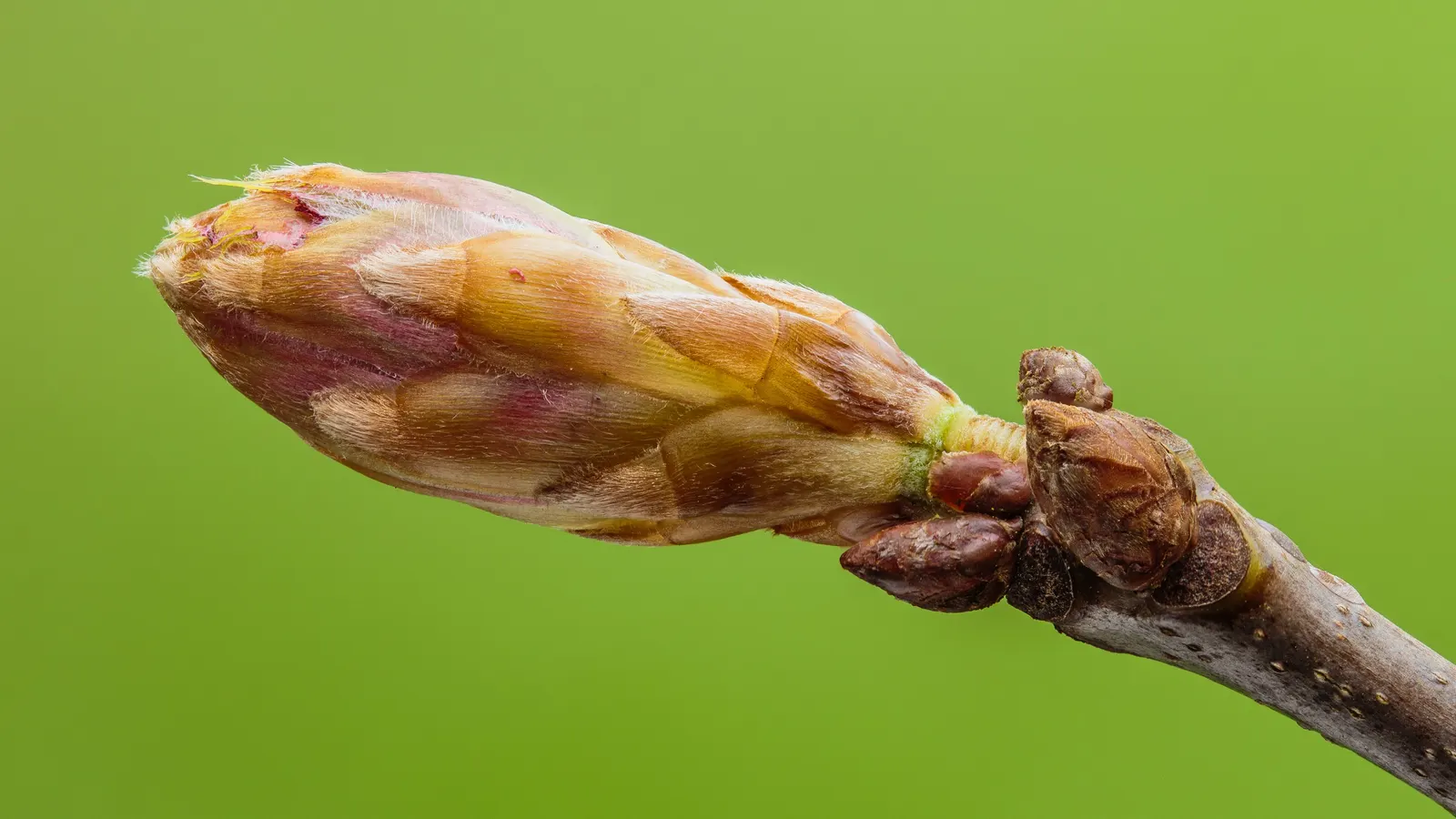 Scarlet Oak (Quercus Coccinea) — It thrives in USDA Hardiness Zones 4 through 9