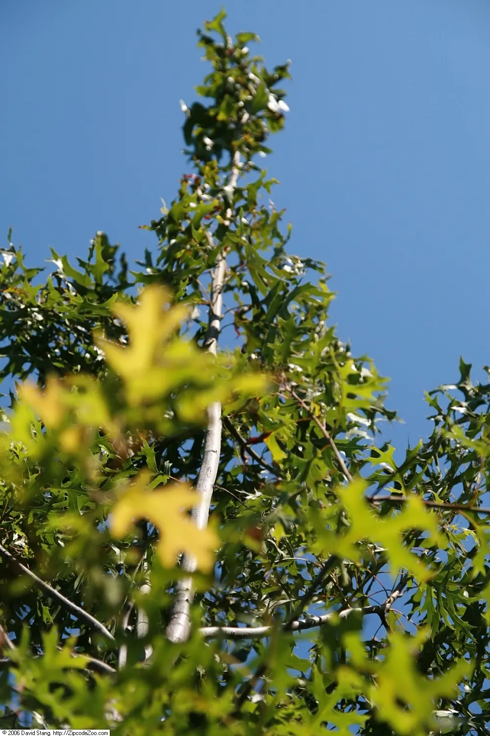 Scarlet Oak (Quercus Coccinea) — Originating from the Eastern United States; the Scarlet Oak (Quercus coccinea) is a majestic deciduous tree, image 76