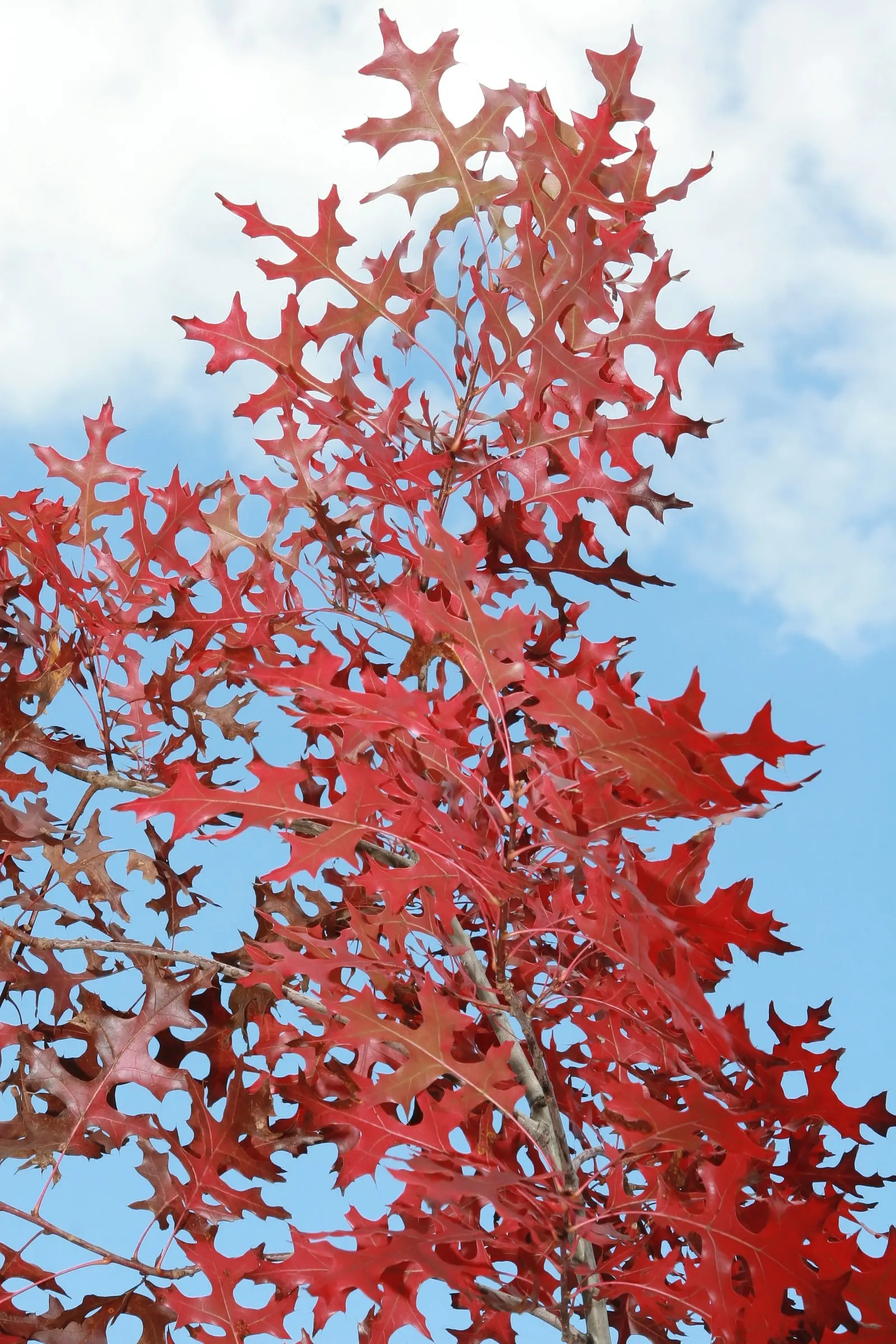 Scarlet Oak (Quercus Coccinea) — where its stately form and seasonal transitions can be fully appreciated.<br><br>Growing at a moderate rate