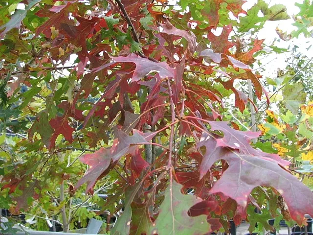 Scarlet Oak (Quercus Coccinea) — where its stately form and seasonal transitions can be fully appreciated.<br><br>Growing at a moderate rate; this, image 56