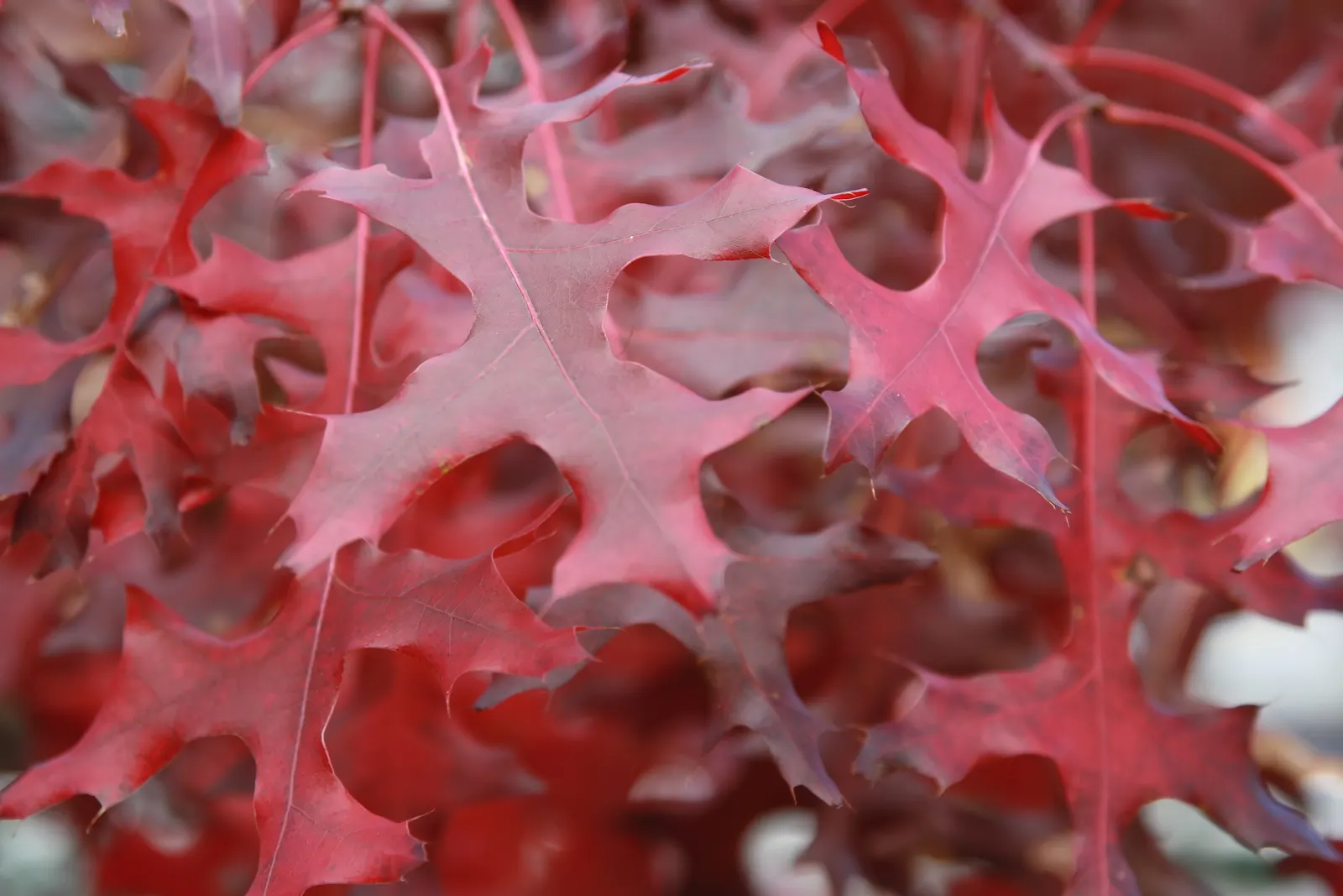 Scarlet Oak (Quercus Coccinea) — A stately choice for larger landscapes needing a splash of seasonal color; ranging from scarlet to russet