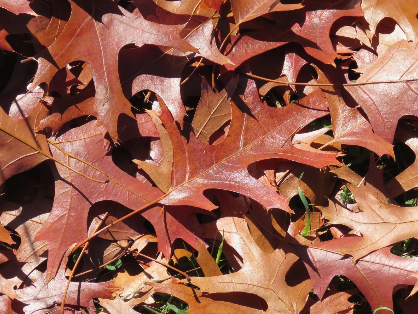 Scarlet Oak (Quercus Coccinea) — ranging from scarlet to russet; a stately choice for larger landscapes needing a splash of seasonal color