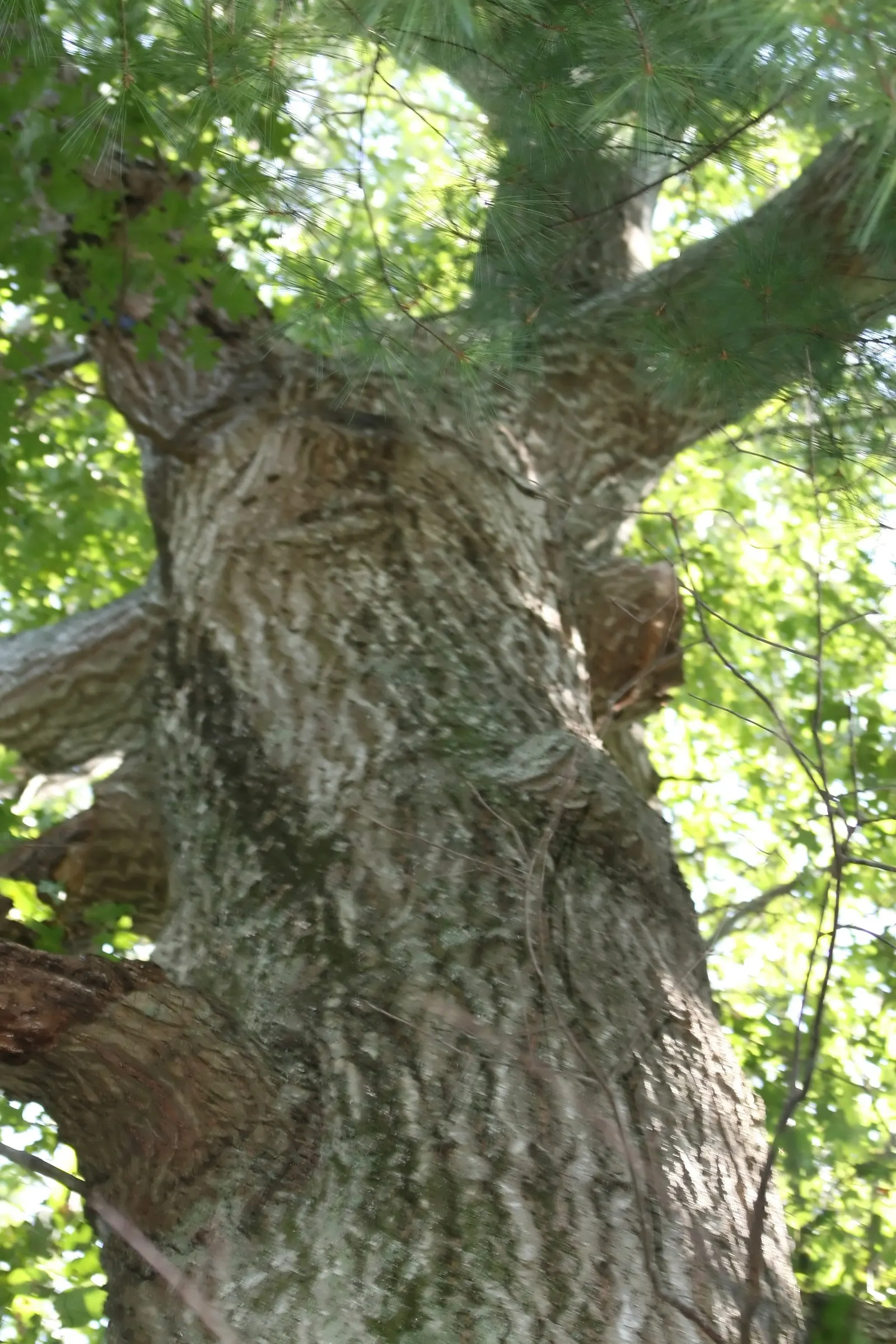 Scarlet Oak (Quercus Coccinea) — The tree's acorns, about 1 inch long, support local wildlife