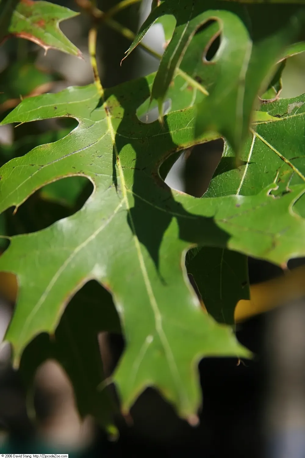 Scarlet Oak (Quercus Coccinea) — this species is an excellent choice for large landscape designs; known botanically as Quercus coccinea