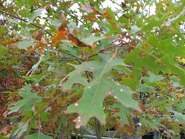 Scarlet Oak (Quercus Coccinea) — but the true spectacle arrives in fall when the leaves transform into brilliant shades of red; making it an invaluable