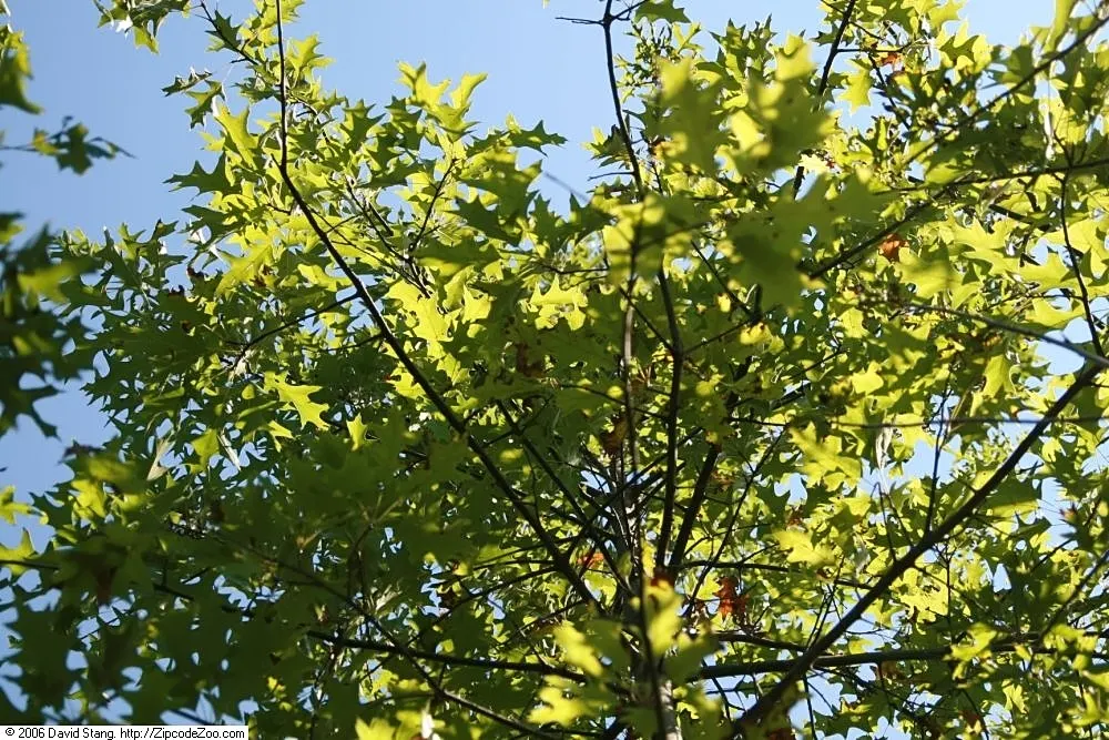 Scarlet Oak (Quercus Coccinea) — This oak prefers well-drained acidic soils and is tolerant of drought once established; meaning it can withstand, image 81