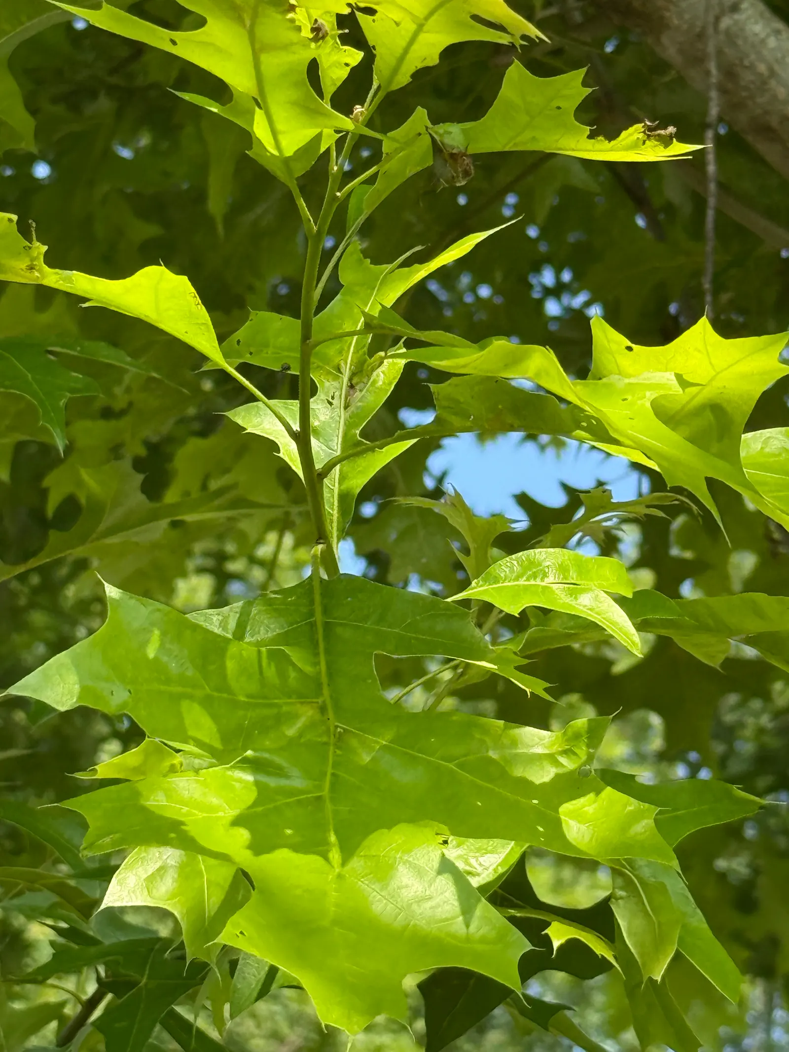 Scarlet Oak (Quercus Coccinea) — known botanically as Quercus coccinea; is a striking deciduous tree renowned for its vibrant autumnal display, image 52