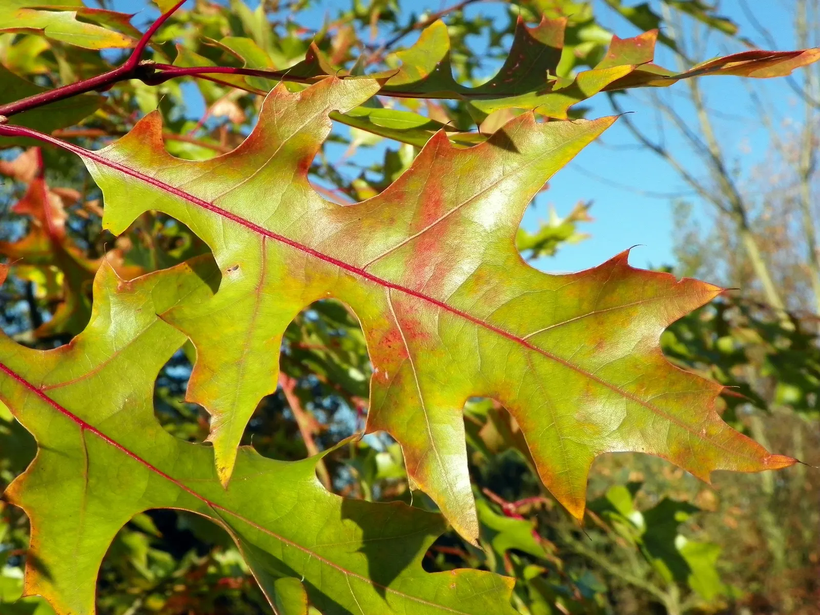 Scarlet Oak (Quercus Coccinea) — Adaptable to various soils, it prefers full sun