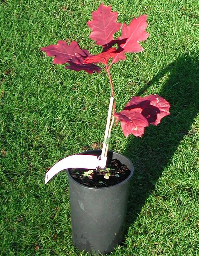 Scarlet Oak (Quercus Coccinea) — It thrives in USDA Hardiness Zones 4 through 9; tree for full, image 57