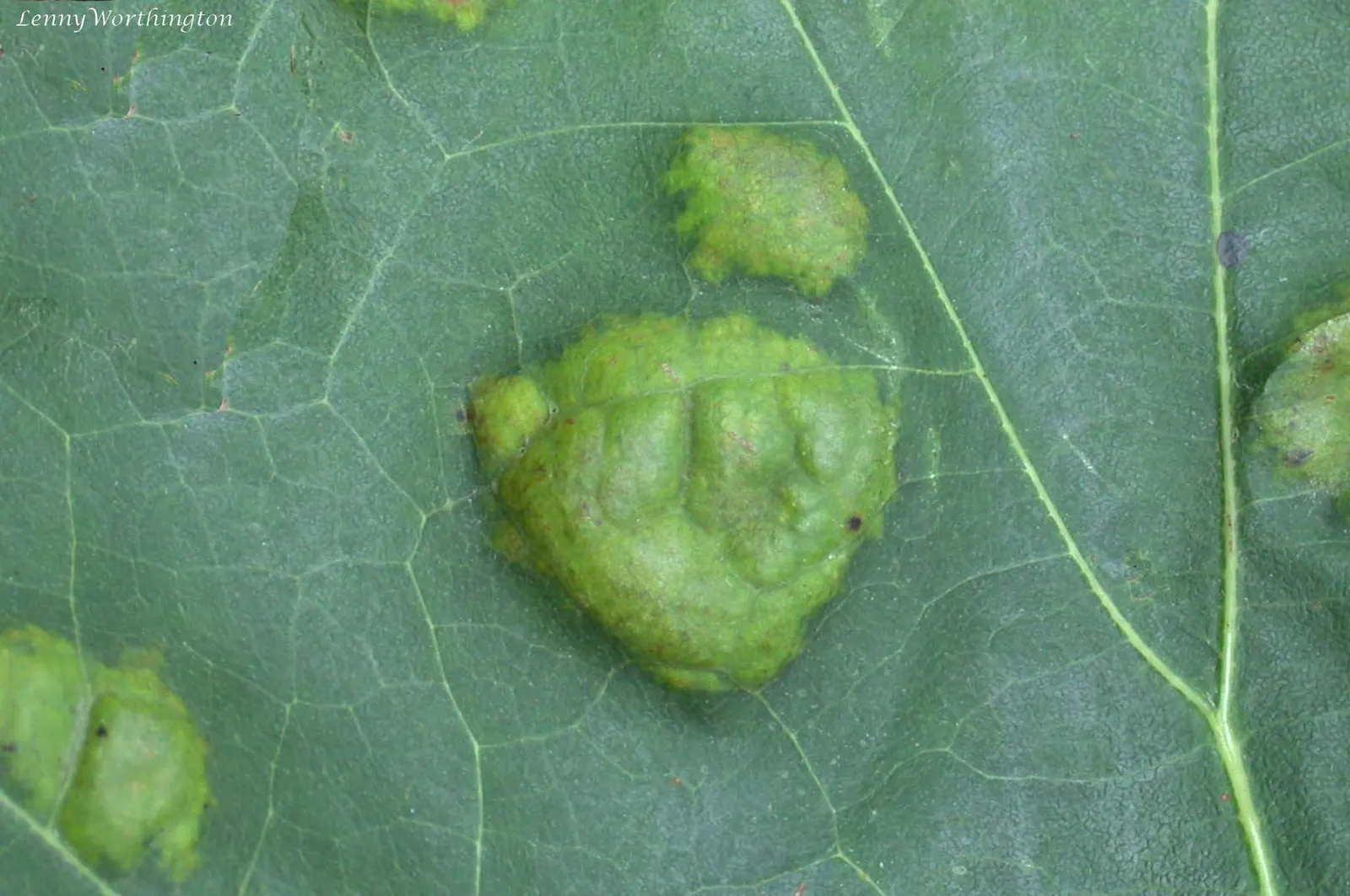 Scarlet Oak (Quercus Coccinea) — which can grow up to 7 inches long