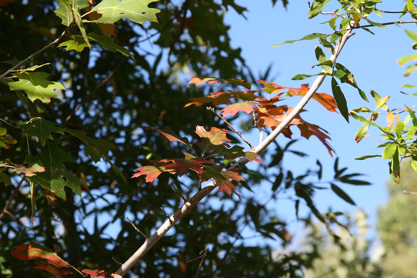 Scarlet Oak (Quercus Coccinea) — A stately choice for larger landscapes needing a splash of seasonal color