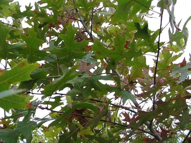 Scarlet Oak (Quercus Coccinea) — ranging from scarlet to russet; a stately choice for larger landscapes needing a splash of seasonal color, image 61