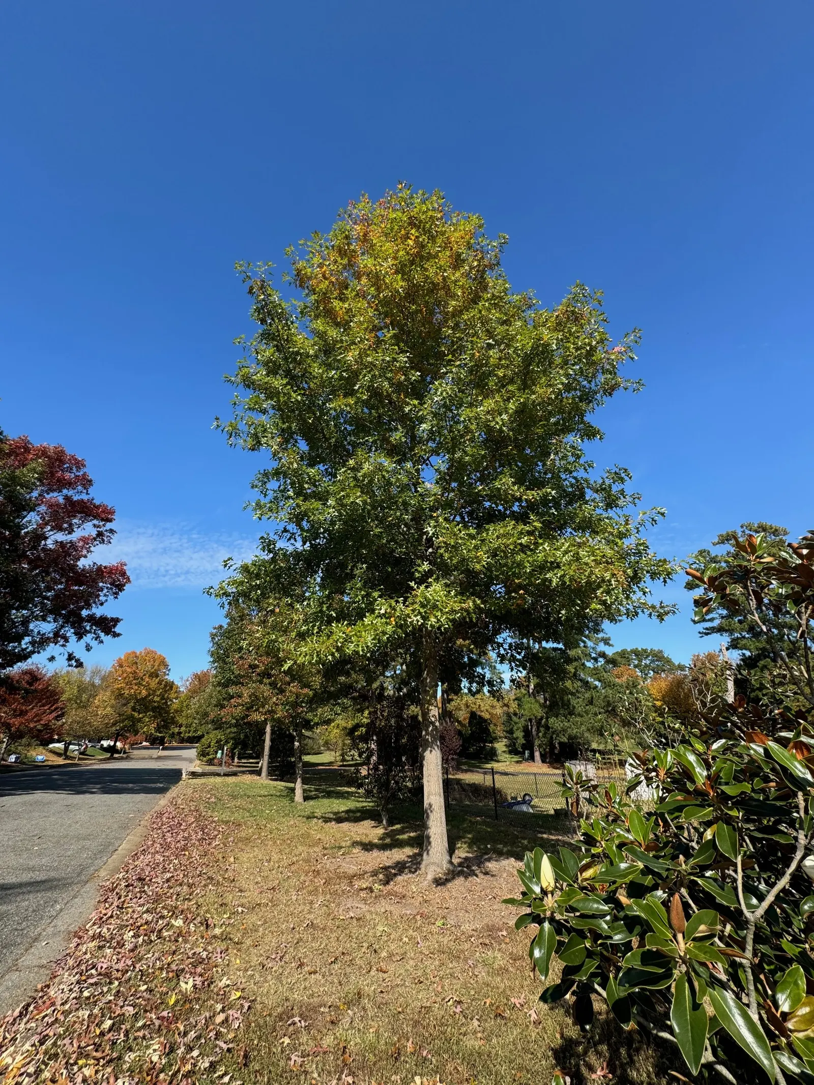 Scarlet Oak (Quercus Coccinea) — The Scarlet Oak (Quercus coccinea) is a majestic deciduous tree, appreciated for its vibrant autumn display, image 67