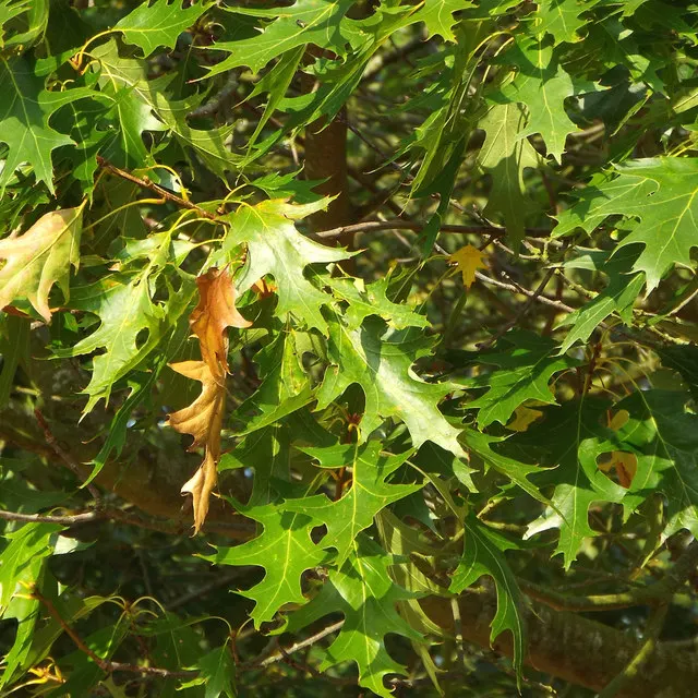 Scarlet Oak (Quercus Coccinea) — tree for full; this oak also supports wildlife, image 66