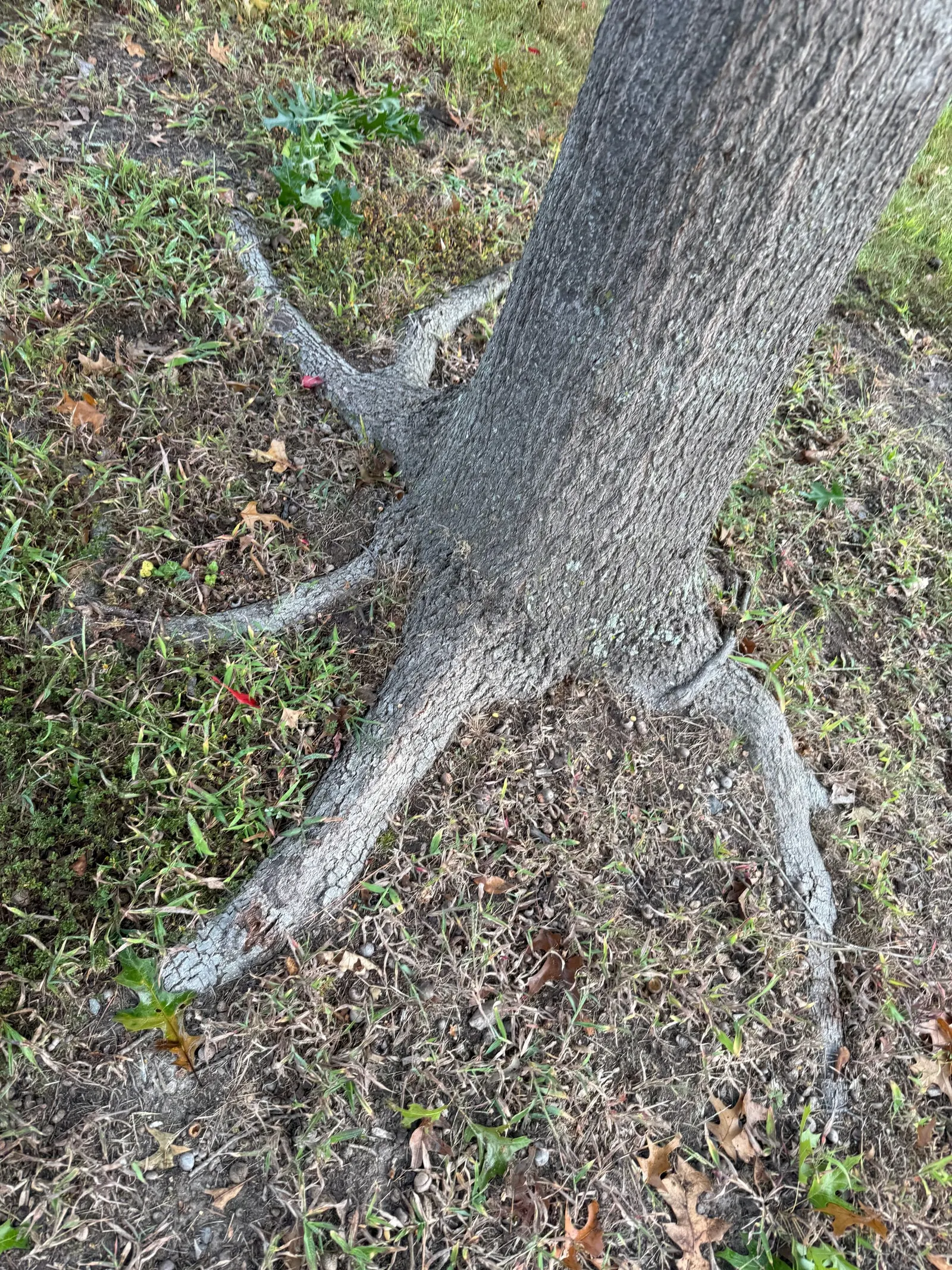 Scarlet Oak (Quercus Coccinea) — Title: Scarlet Oak (Quercus coccinea) - A Majestic Fall Showpiece<br><br>The Scarlet Oak