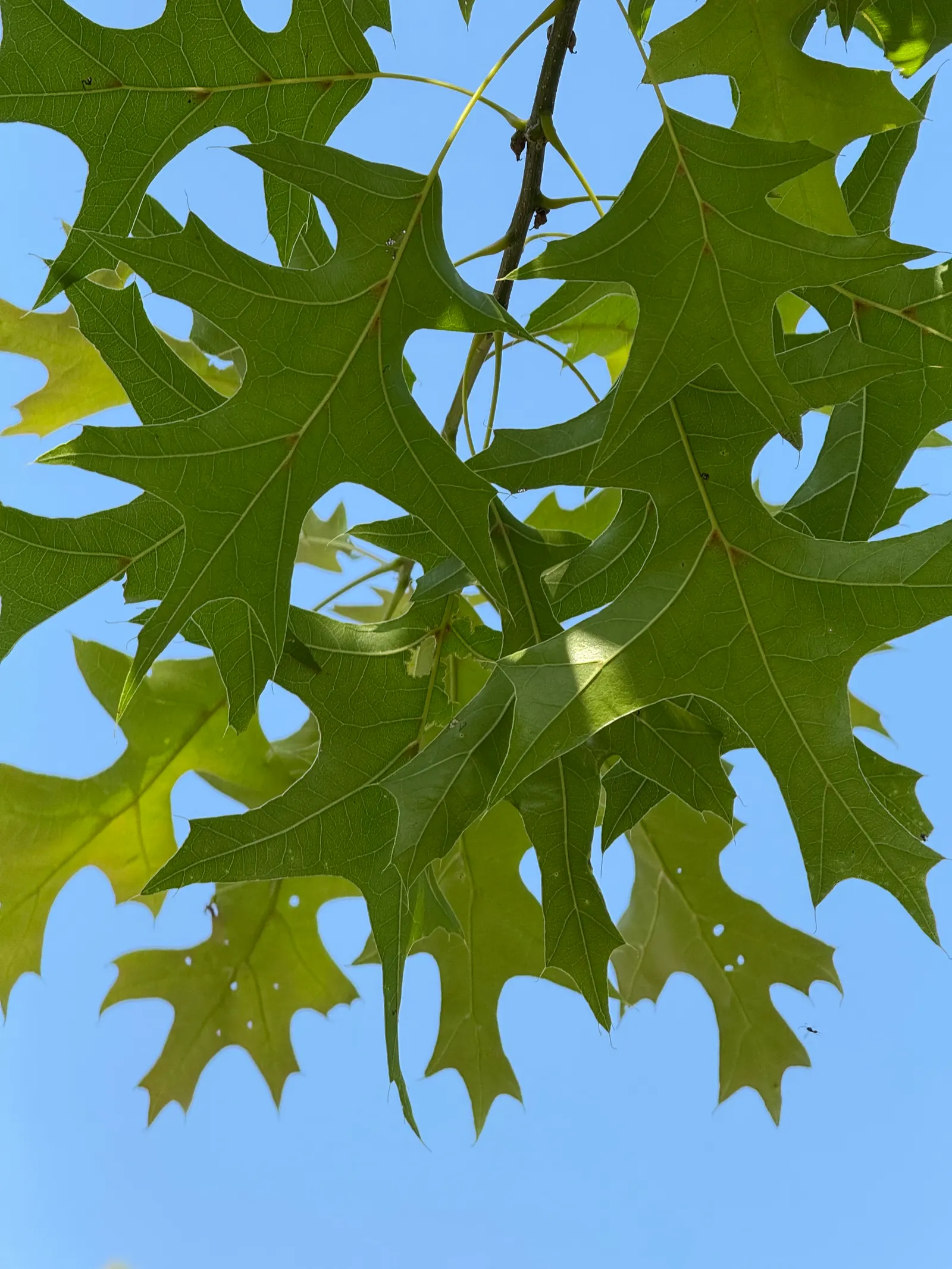 Scarlet Oak (Quercus Coccinea) — where its stately form and seasonal transitions can be fully appreciated.<br><br>Growing at a moderate rate; this, image 78