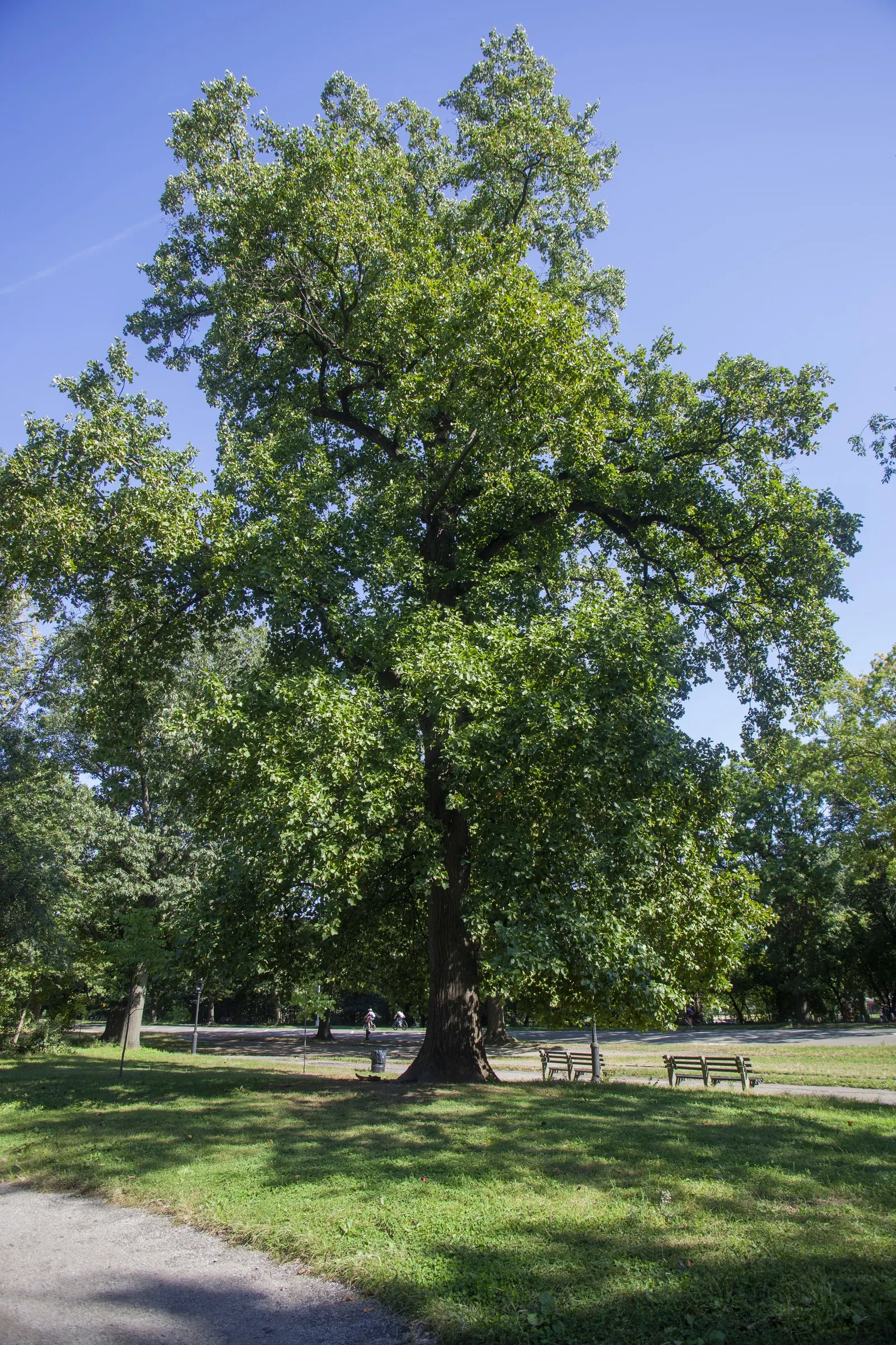 Scarlet Oak (Quercus Coccinea) — Its leaves, 3-6 inches long, turn a brilliant scarlet in fall