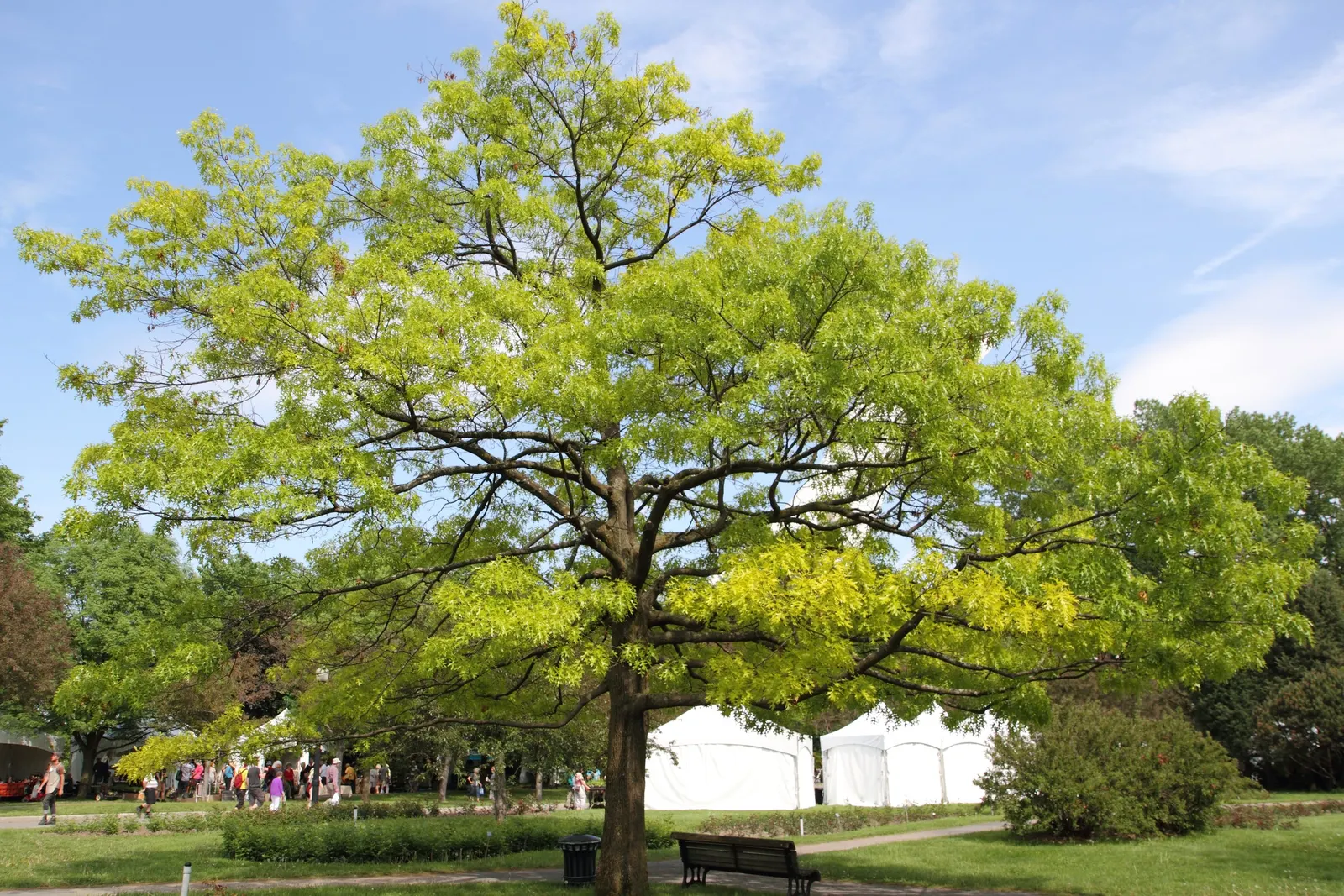 Scarlet Oak (Quercus Coccinea) — The tree's acorns, about 1 inch long, support local wildlife; originating from the Eastern United States