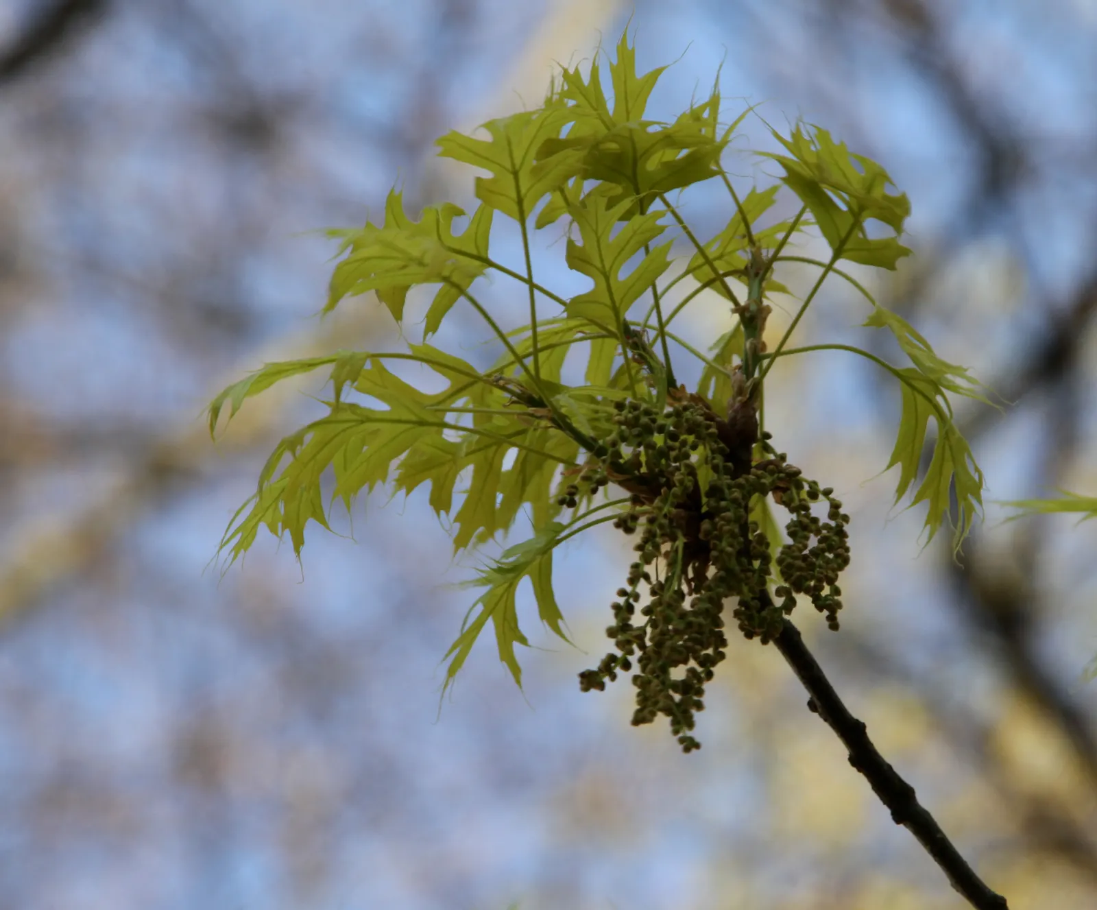 Scarlet Oak (Quercus Coccinea) — The Scarlet Oak (Quercus coccinea) is a majestic deciduous tree, appreciated for its vibrant autumn display, image 45