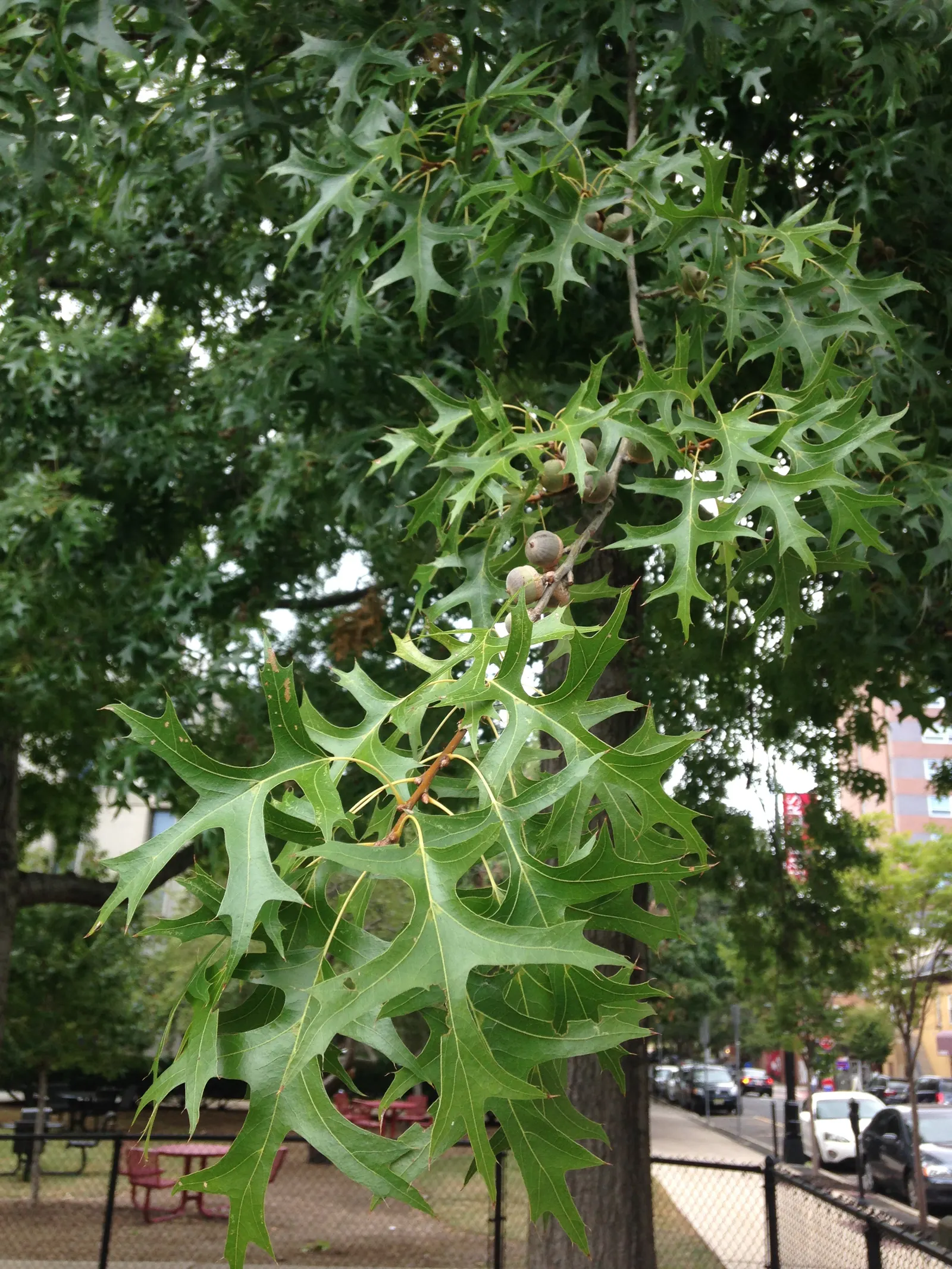 Scarlet Oak (Quercus Coccinea) — is a striking deciduous tree renowned for its vibrant autumnal display; but the true spectacle arrives in fall, image 75