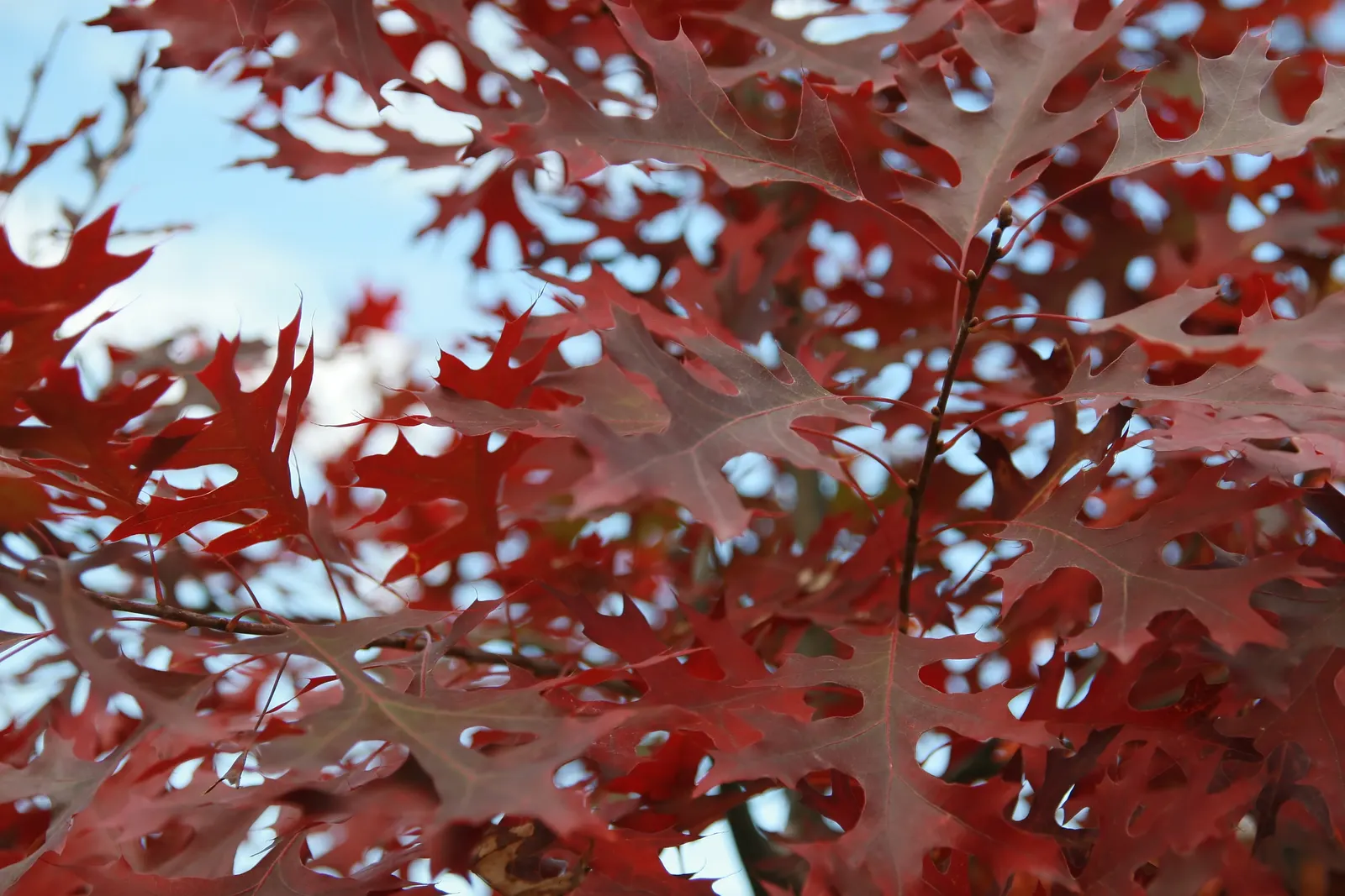 Scarlet Oak (Quercus Coccinea) — The tree's acorns, about 1 inch long, support local wildlife; originating from the Eastern United States, image 71
