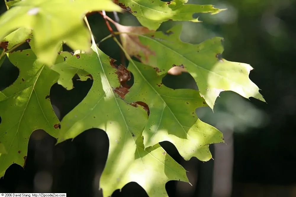 Scarlet Oak (Quercus Coccinea) — is a striking deciduous tree renowned for its vibrant autumnal display; but the true spectacle arrives in fall when the leaves