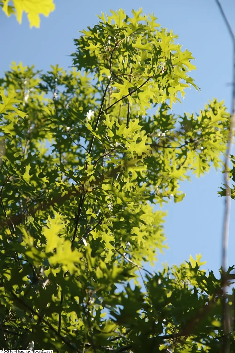 Scarlet Oak (Quercus Coccinea) — which can grow up to 7 inches long; it thrives in USDA Hardiness Zones 4 through 9