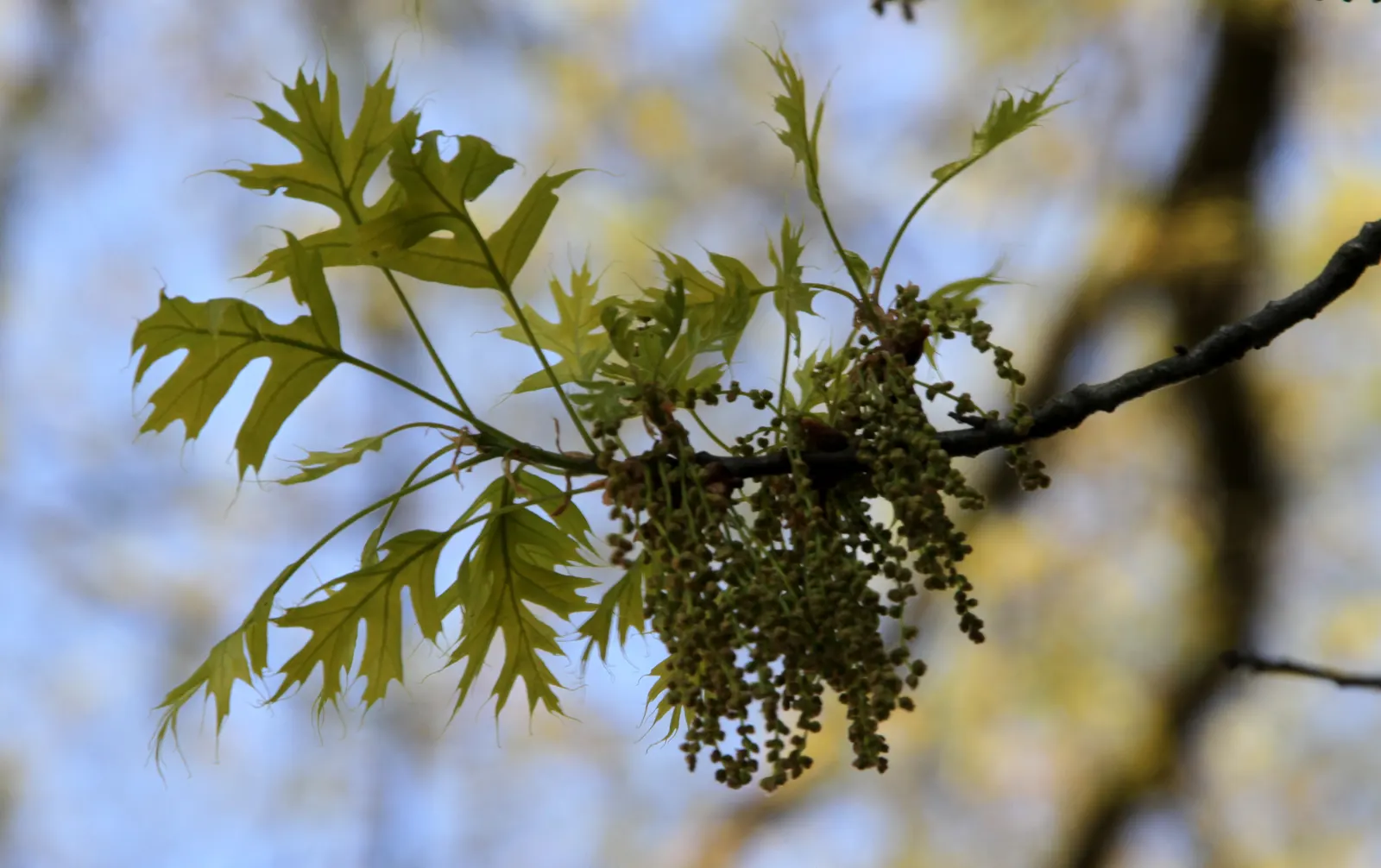 Scarlet Oak (Quercus Coccinea) — It thrives in USDA Hardiness Zones 4 through 9; tree for full, image 79