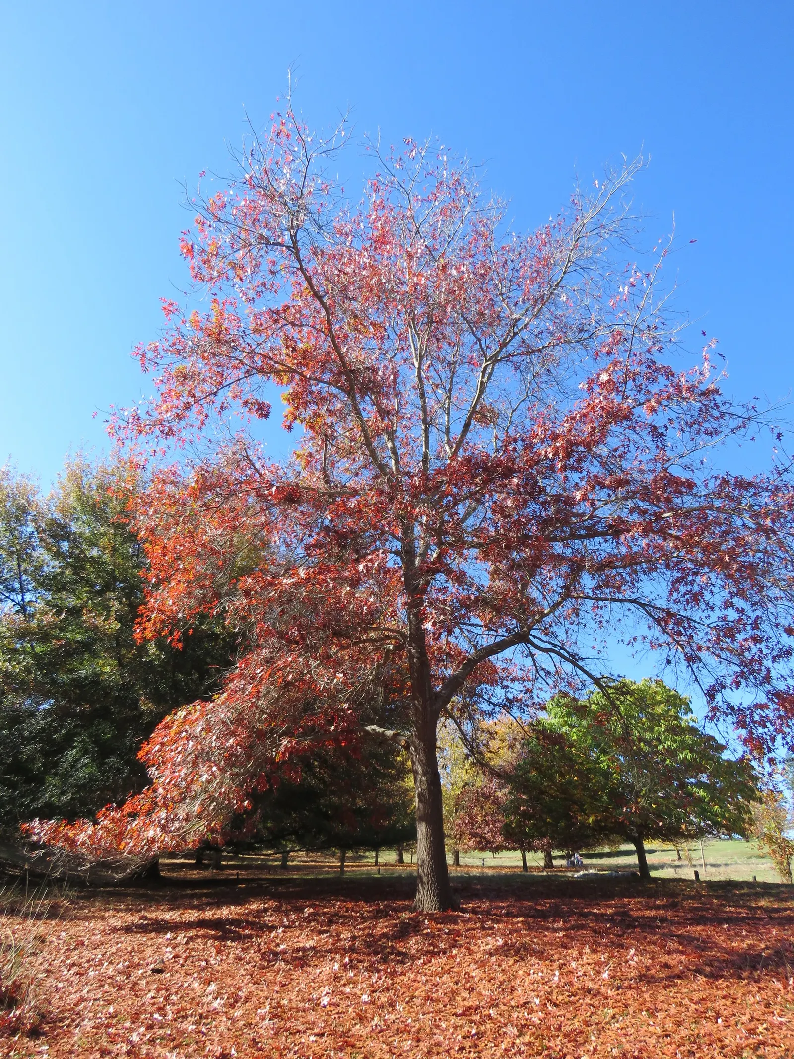 Scarlet Oak (Quercus Coccinea) — Title: Scarlet Oak (Quercus coccinea) - A Majestic Fall Showpiece<br><br>The Scarlet Oak; it reaches 70-80 ft high with a