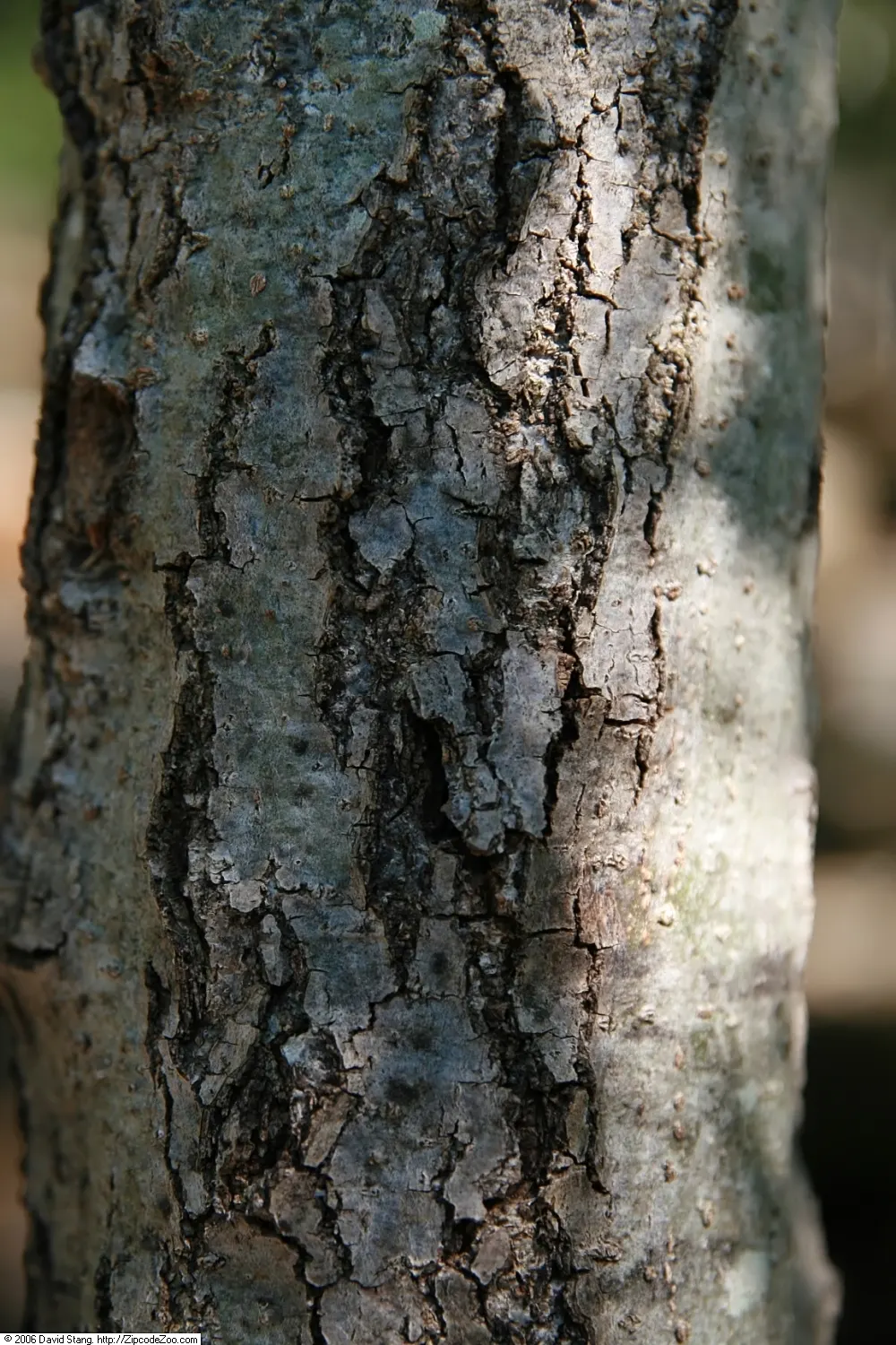 Scarlet Oak (Quercus Coccinea) — this species is an excellent choice for large landscape designs; known botanically as Quercus coccinea, image 55