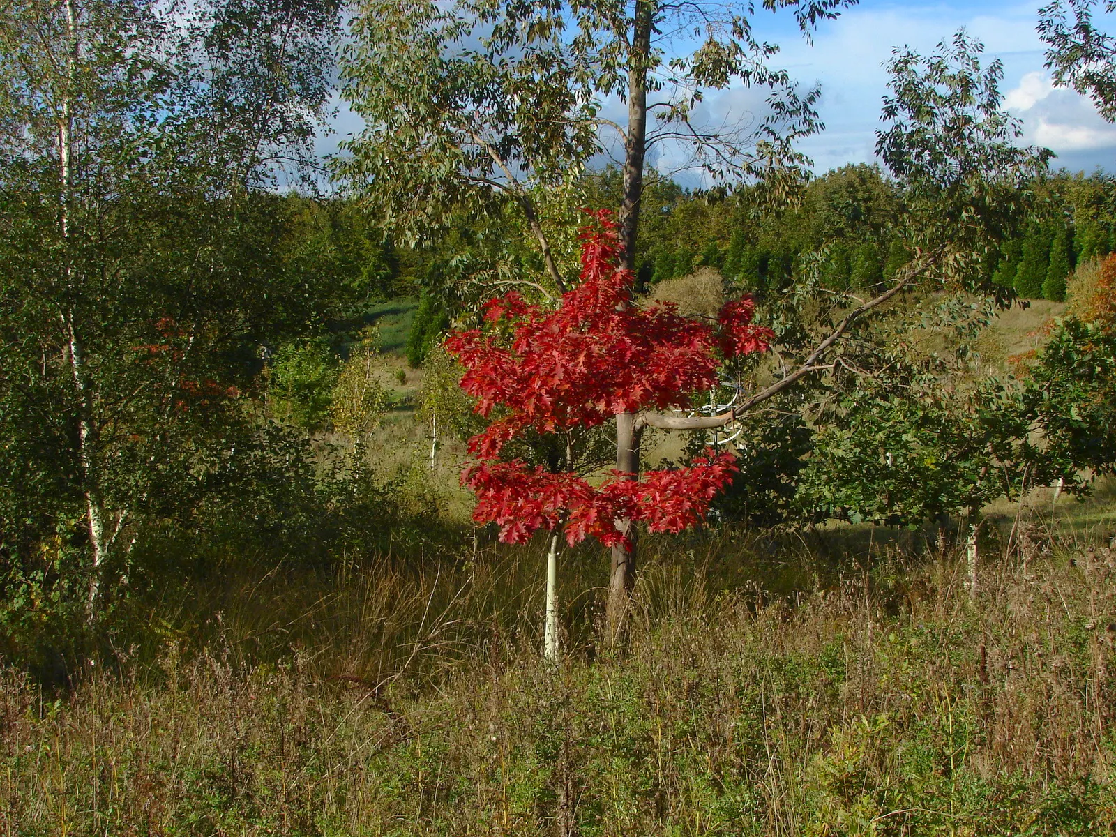 Scarlet Oak (Quercus Coccinea) — providing food and habitat for an array of bird species