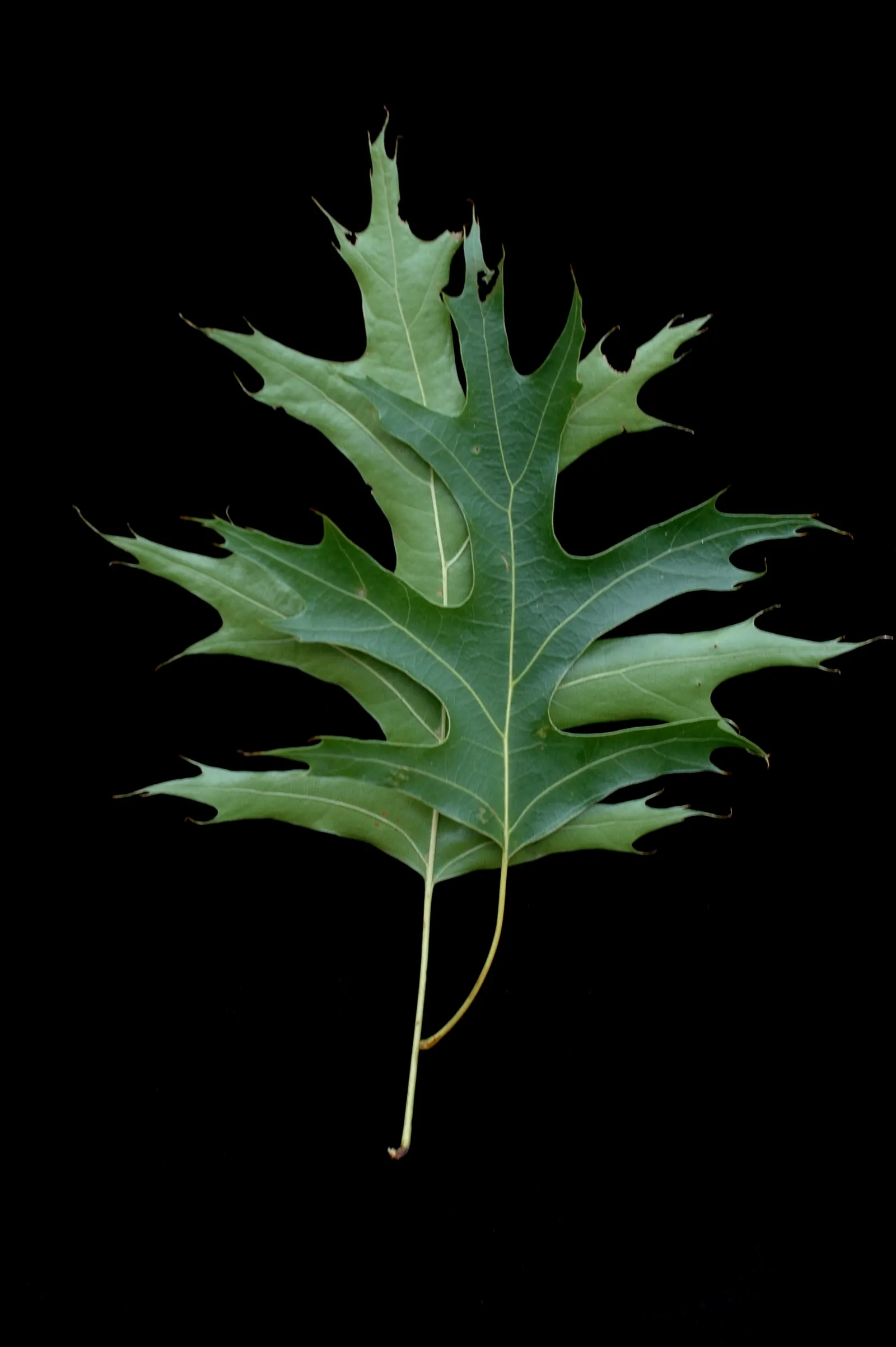 Scarlet Oak (Quercus Coccinea) — A stately choice for larger landscapes needing a splash of seasonal color; ranging from scarlet to russet, image 50