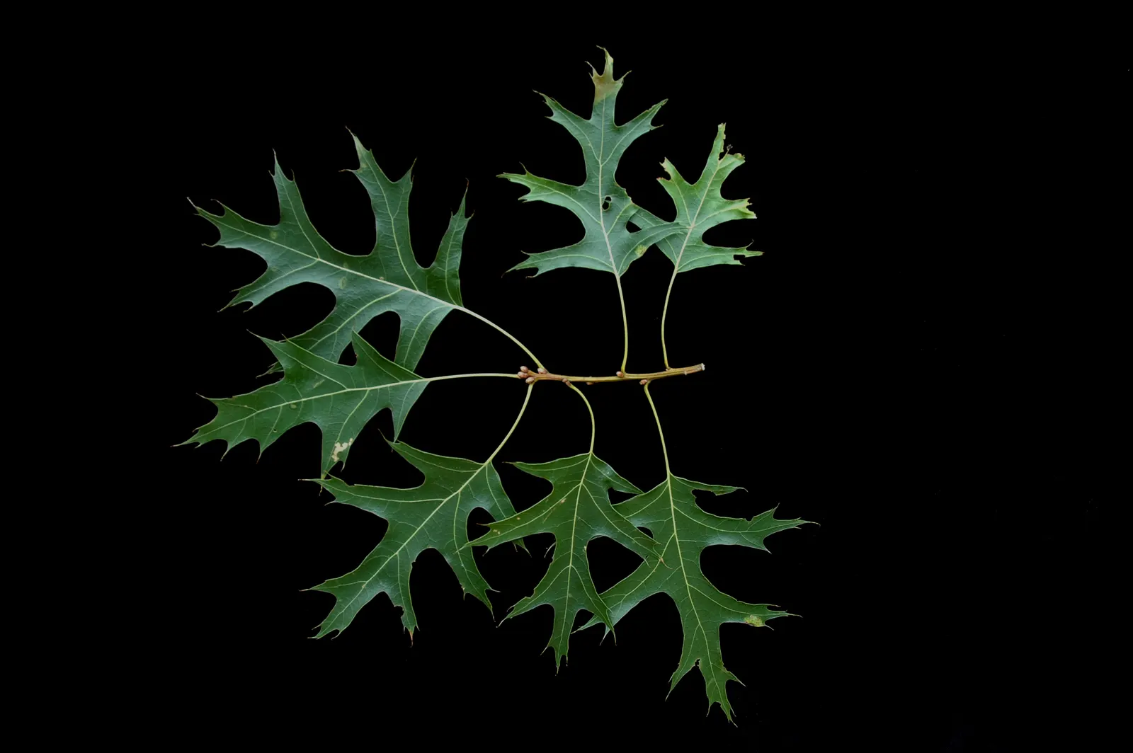 Scarlet Oak (Quercus Coccinea) — this species is an excellent choice for large landscape designs; known botanically as Quercus coccinea, image 77