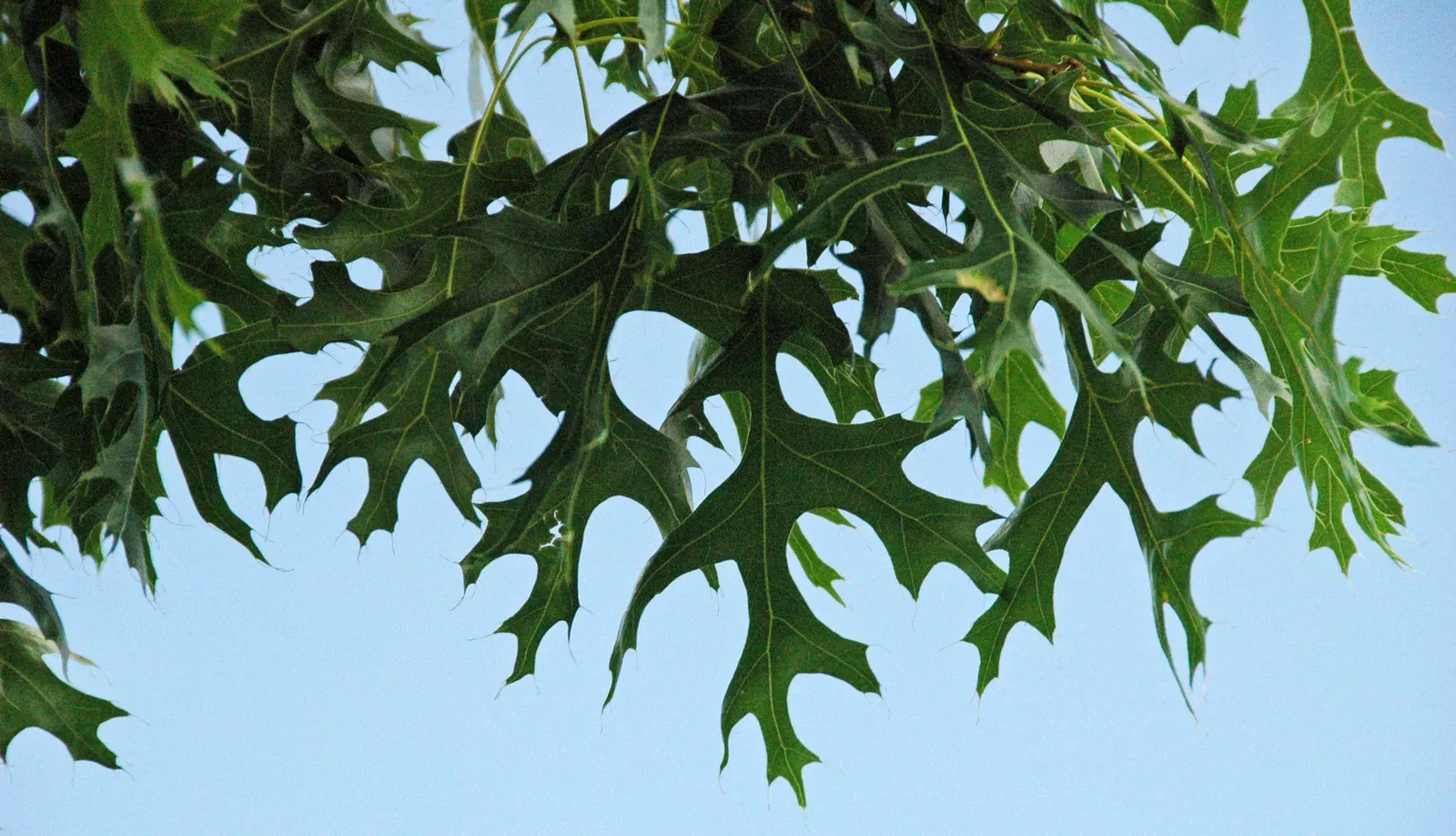 Scarlet Oak (Quercus Coccinea) — making it an invaluable ecological as well as aesthetic asset; where its stately form and seasonal transitions can, image 65