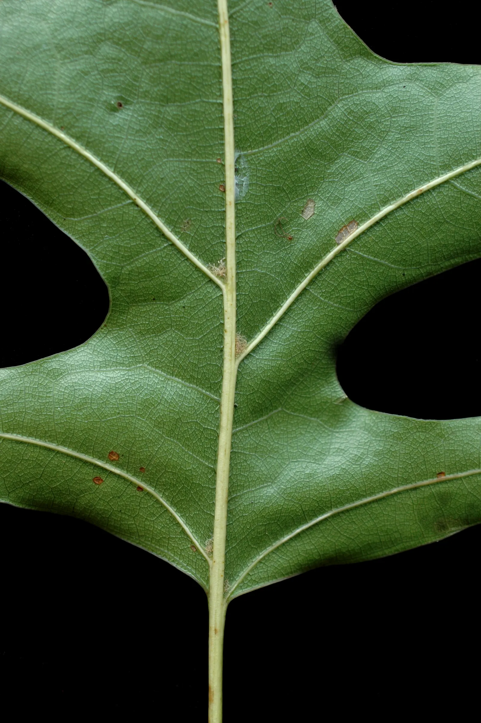 Scarlet Oak (Quercus Coccinea) — Its leaves, 3-6 inches long, turn a brilliant scarlet in fall; which can grow up to 7 inches long