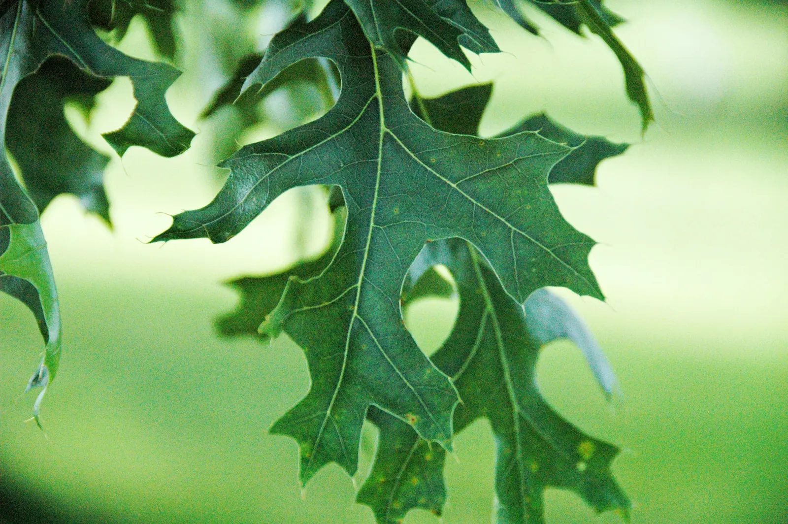 Scarlet Oak (Quercus Coccinea) — This oak prefers well-drained acidic soils and is tolerant of drought once established; meaning it can withstand minimum