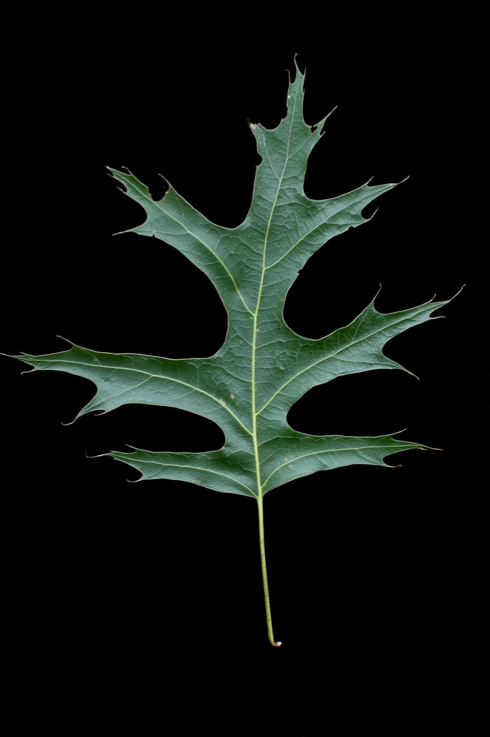 Scarlet Oak (Quercus Coccinea) — It thrives in USDA Hardiness Zones 4 through 9; tree for full