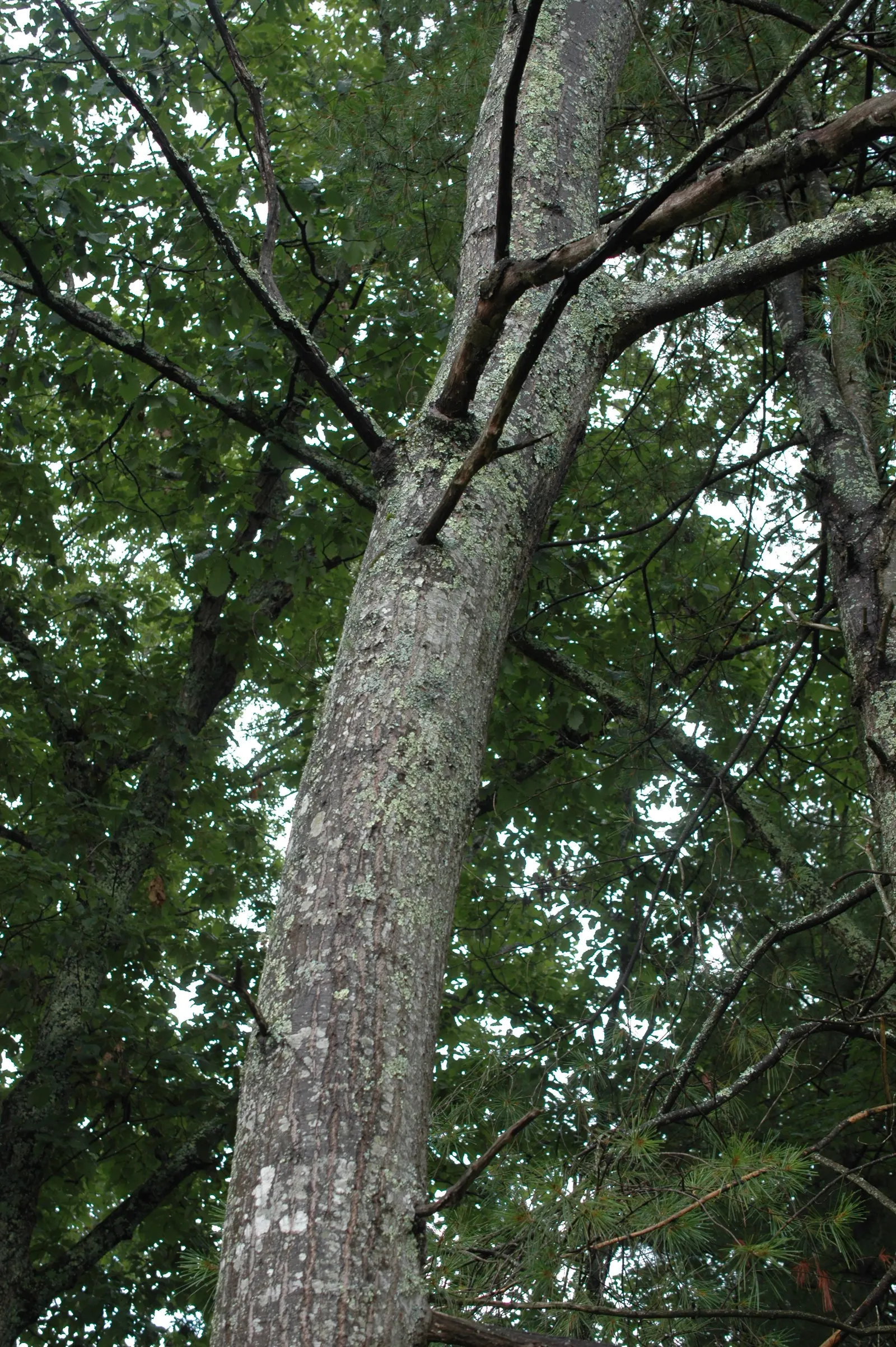 Scarlet Oak (Quercus Coccinea) — making it an invaluable ecological as well as aesthetic asset; where its stately form and seasonal transitions can be fully