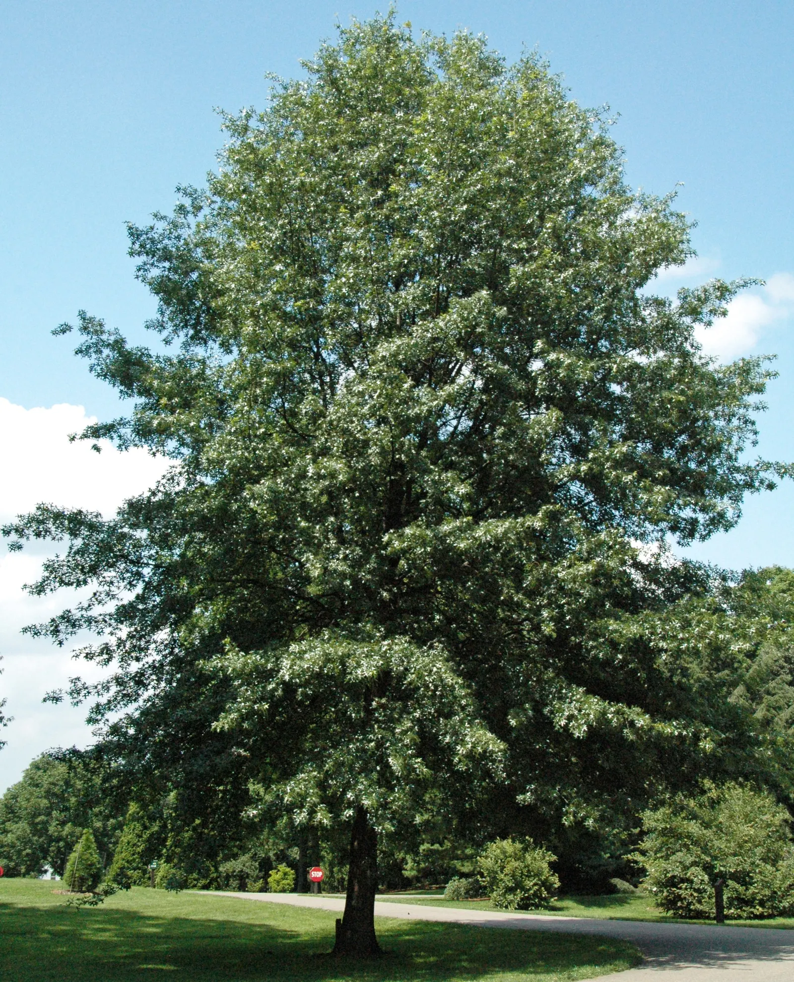 Scarlet Oak (Quercus Coccinea) — This oak also supports wildlife; providing food and habitat for an array of bird species, image 85