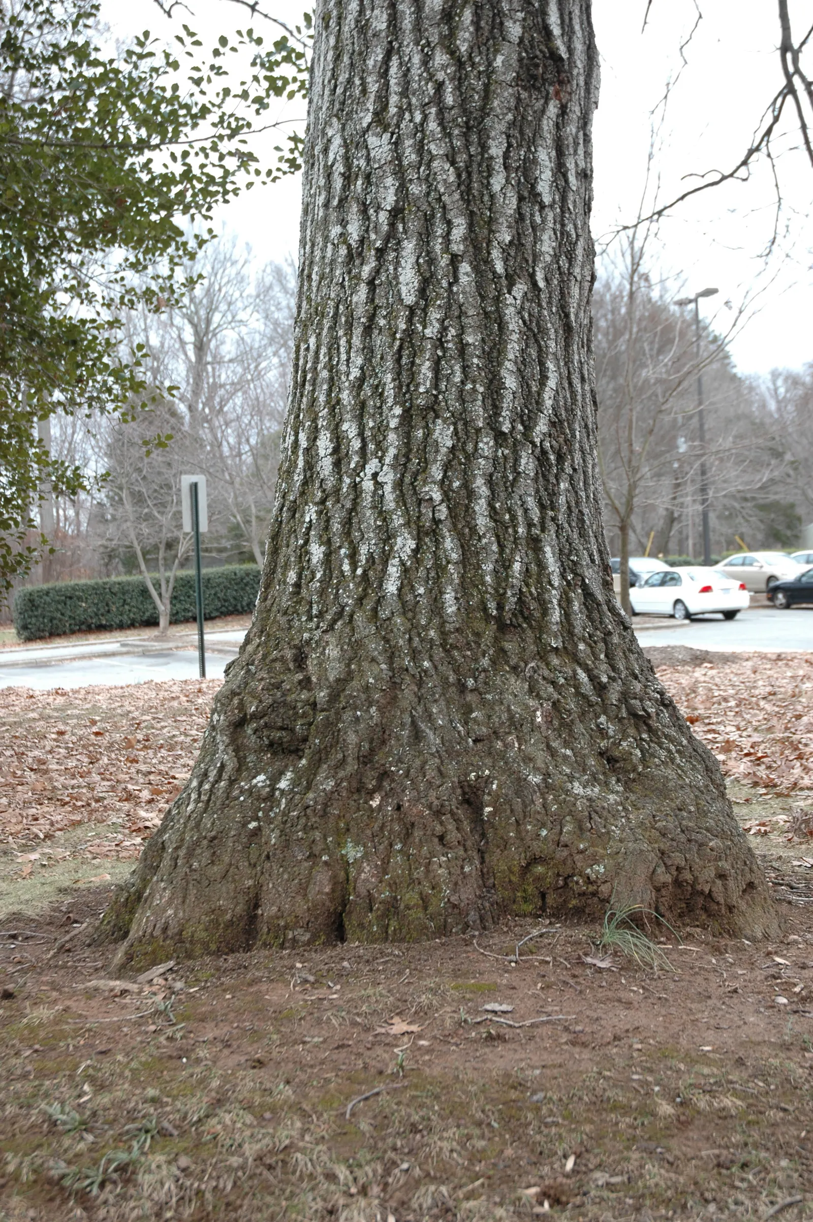 Scarlet Oak (Quercus Coccinea) — tree for full; this oak also supports wildlife
