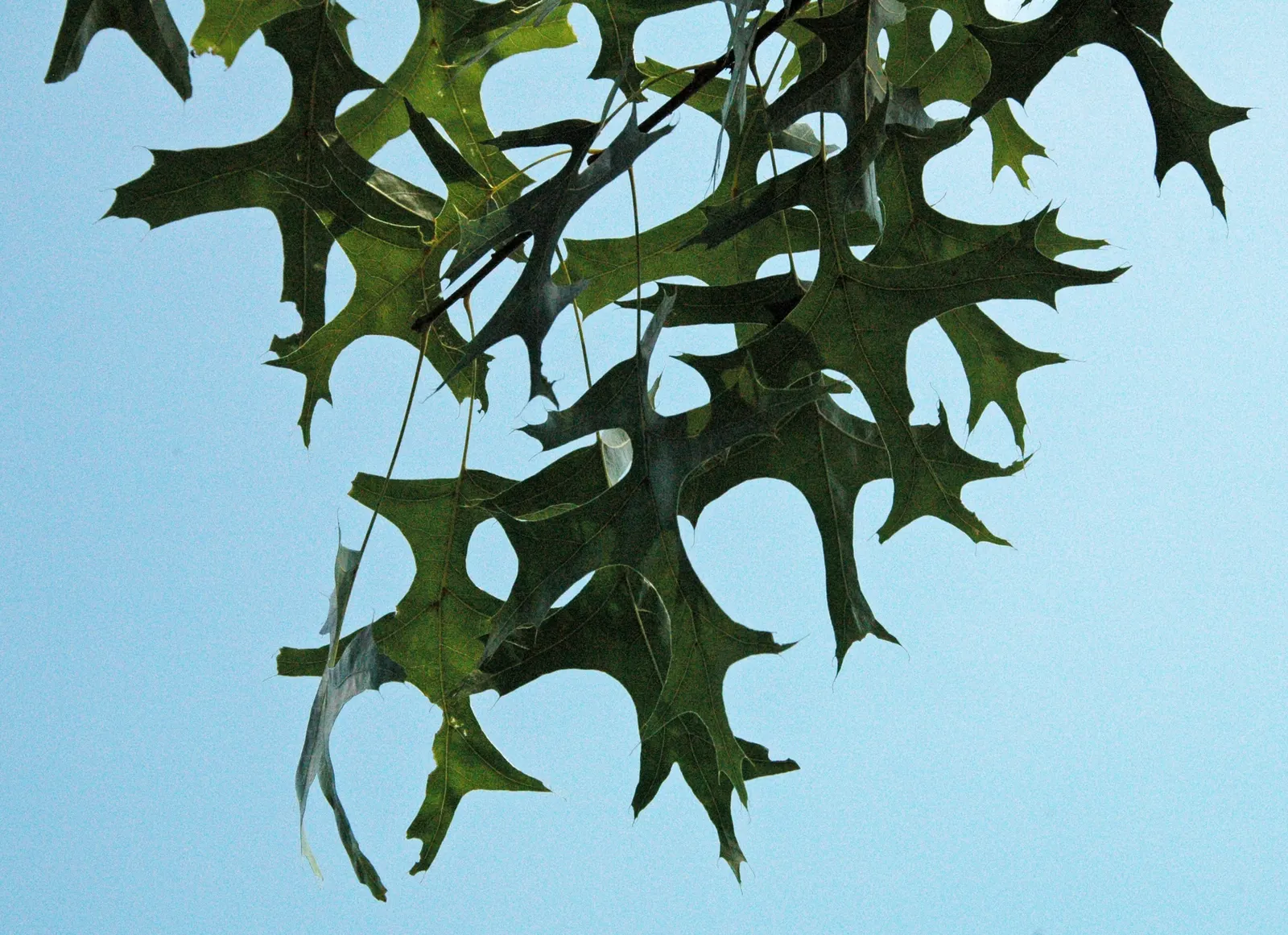 Scarlet Oak (Quercus Coccinea) — Its leaves, 3-6 inches long, turn a brilliant scarlet in fall; which can grow up to 7 inches long, image 69