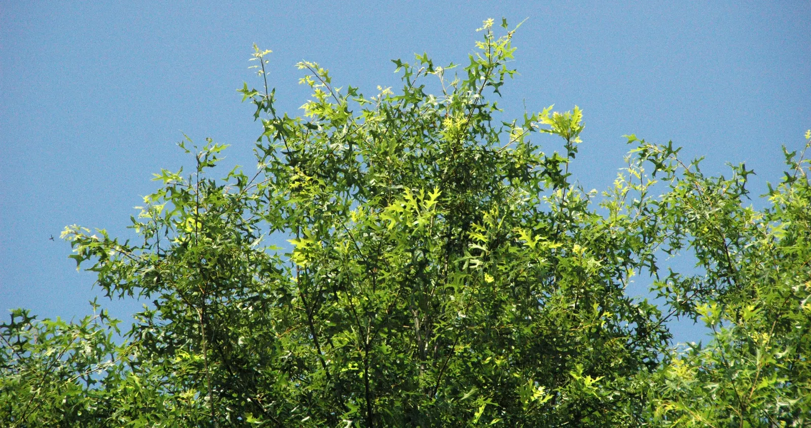 Scarlet Oak (Quercus Coccinea) — Originating from the Eastern United States