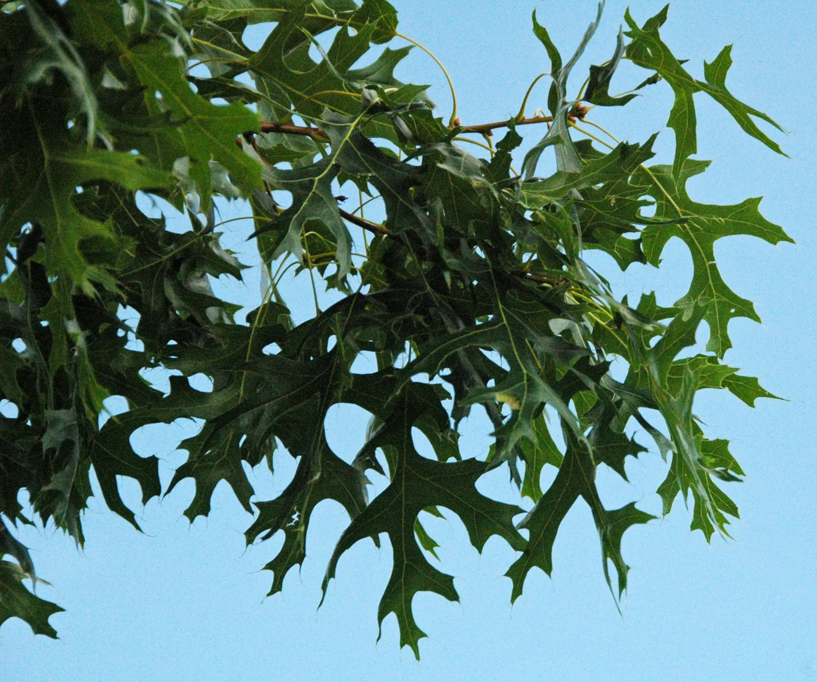 Scarlet Oak (Quercus Coccinea) — The tree's acorns, about 1 inch long, support local wildlife; originating from the Eastern United States, image 49