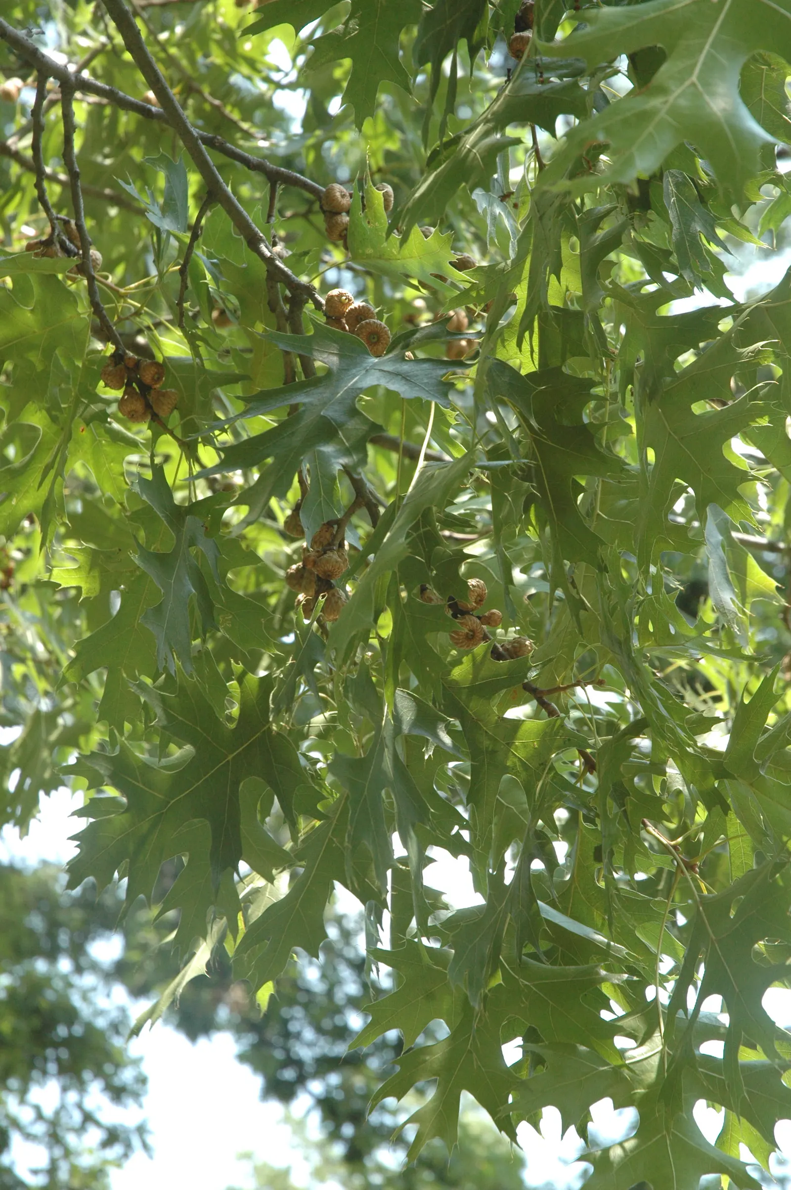 Scarlet Oak (Quercus Coccinea) — providing food and habitat for an array of bird species; the tree's acorns, about 1 inch long, support local, image 64