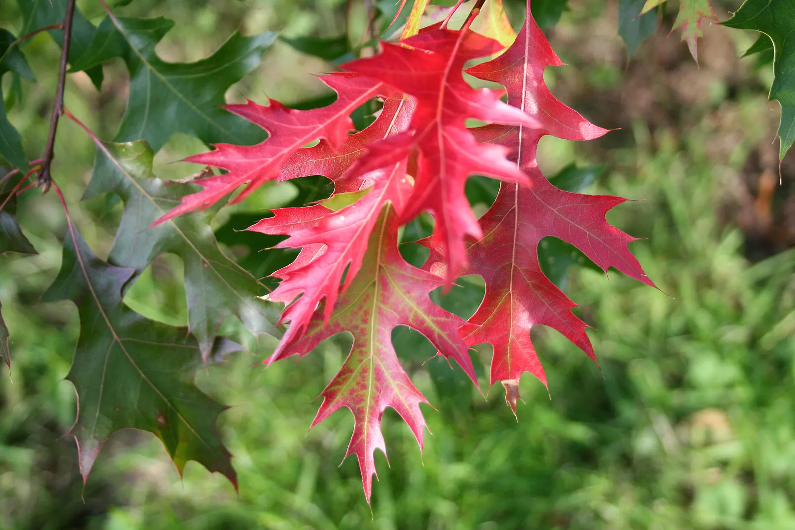 Scarlet Oak (Quercus Coccinea) — ranging from scarlet to russet