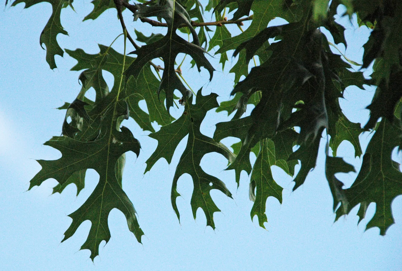 Scarlet Oak (Quercus Coccinea) — Adaptable to various soils, it prefers full sun; its leaves, 3-6 inches long, turn a brilliant scarlet in fall