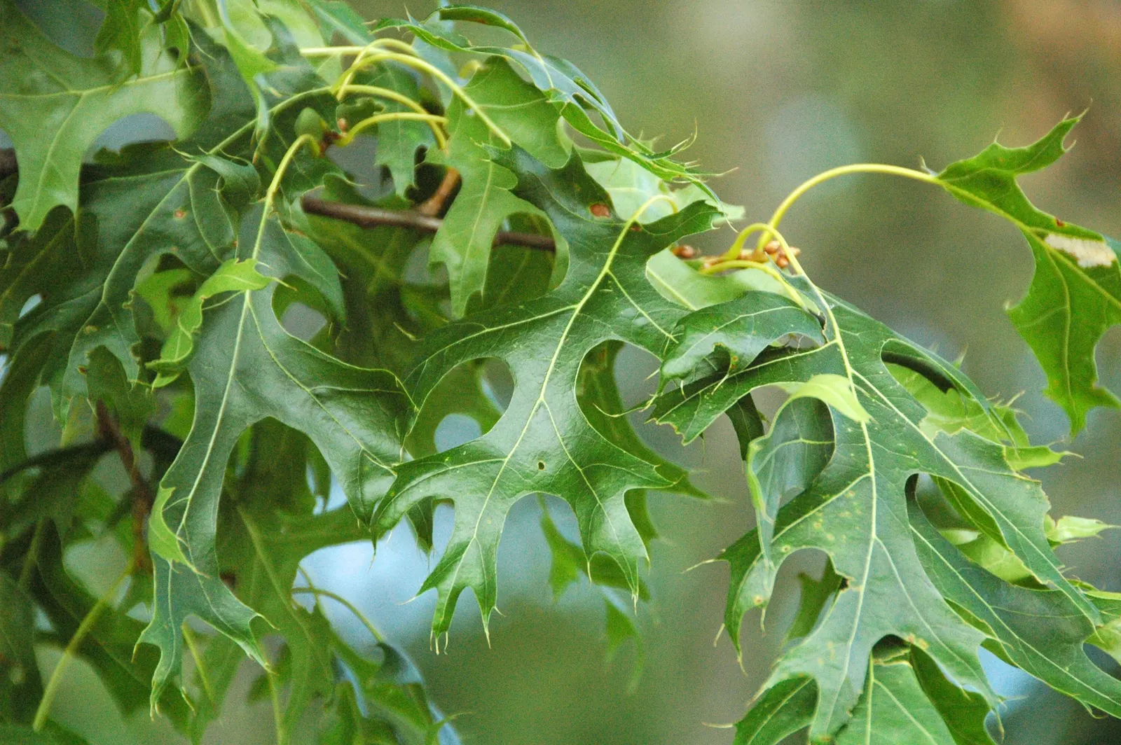 Scarlet Oak (Quercus Coccinea) — This oak also supports wildlife; providing food and habitat for an array of bird species